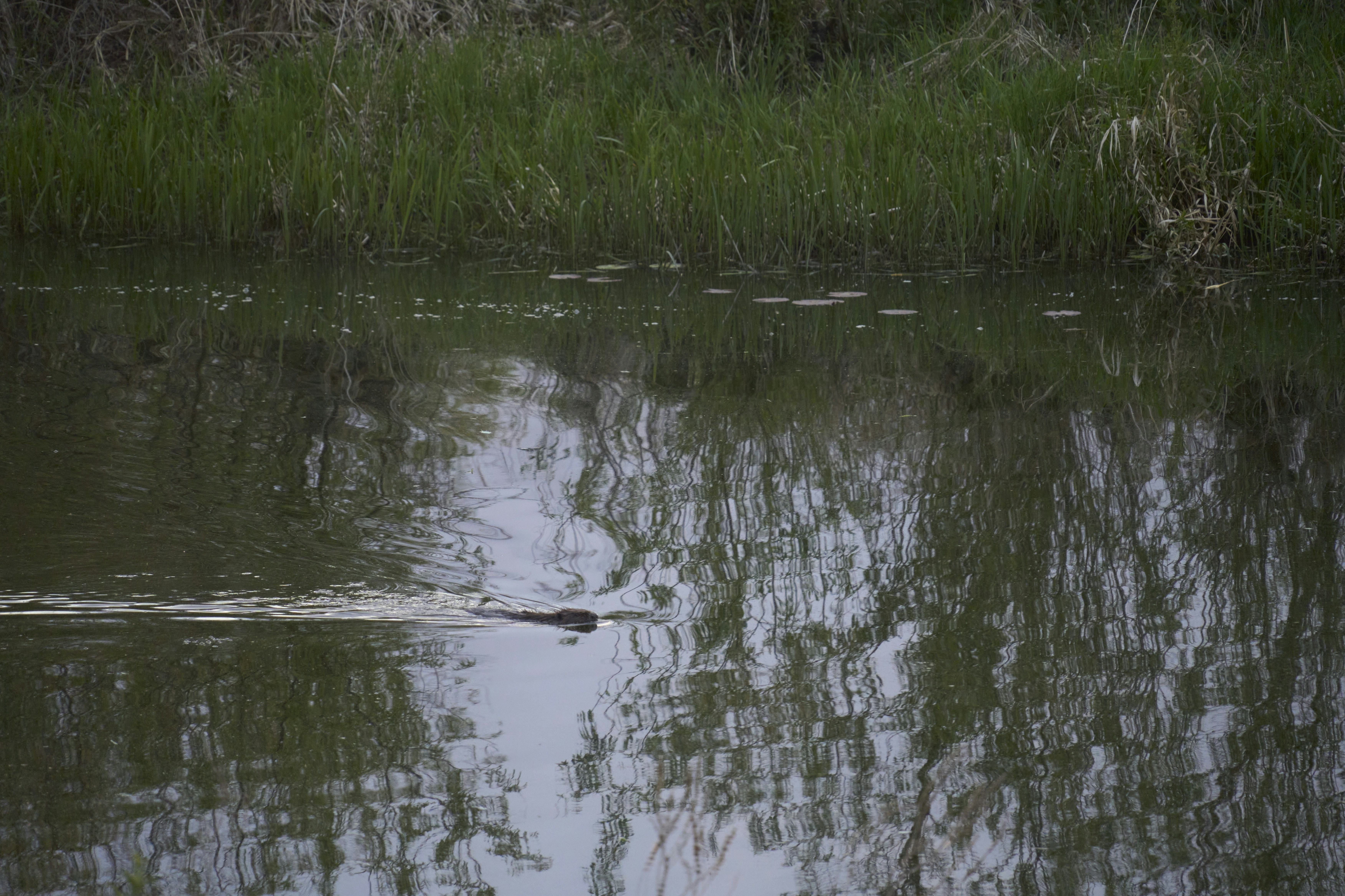 Photo by wolfgang_hasselmann