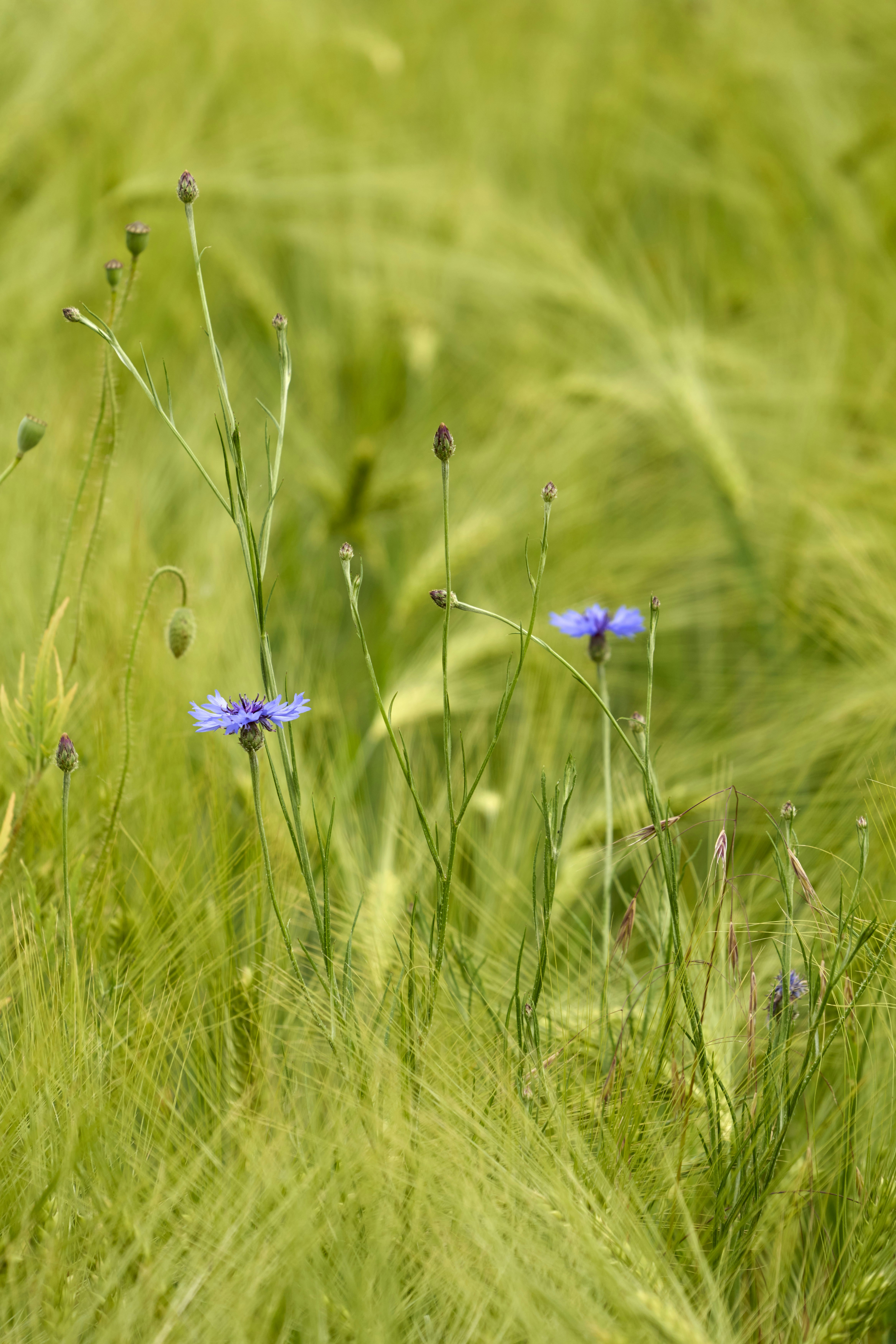 Photo by wolfgang_hasselmann