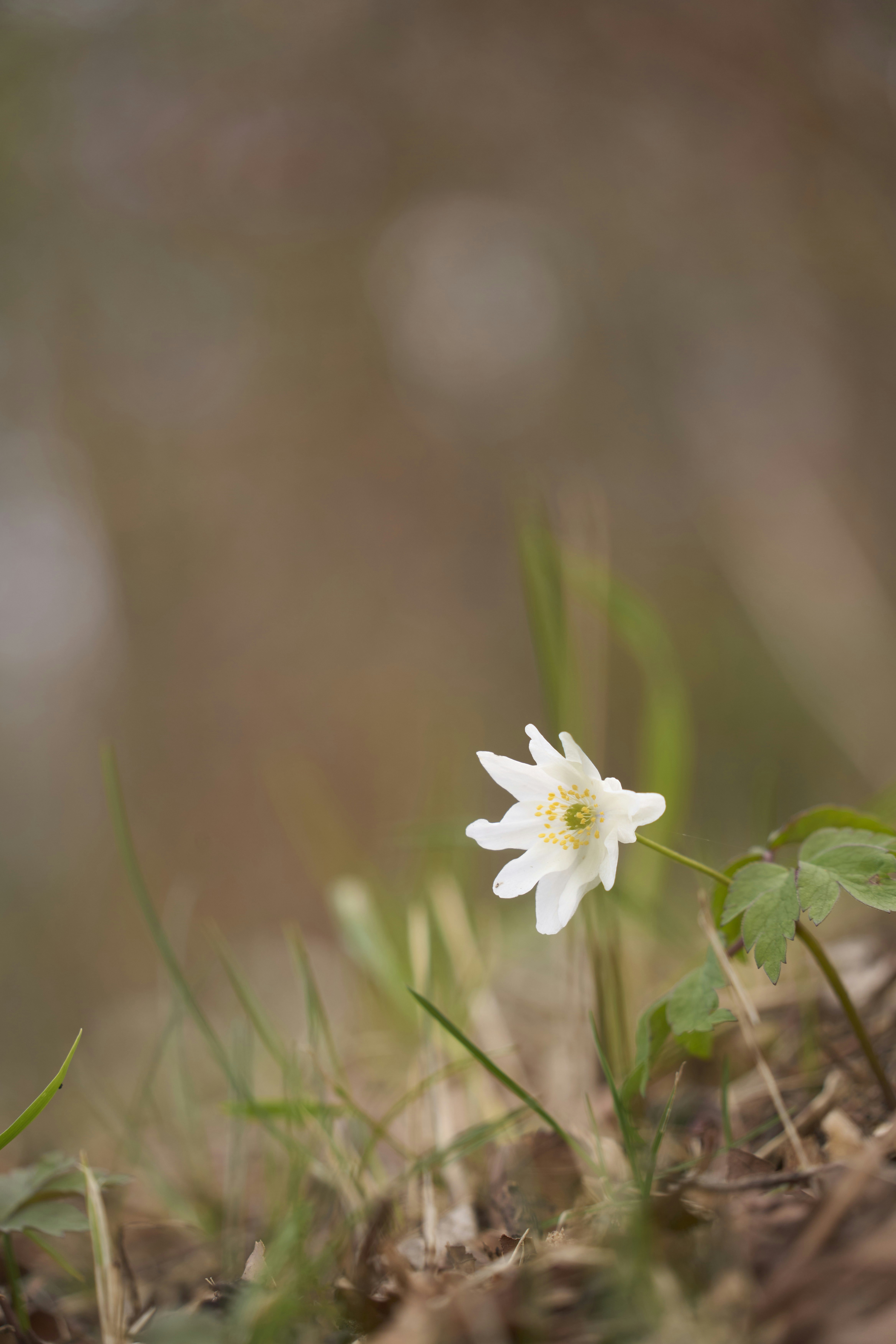 Photo by wolfgang_hasselmann