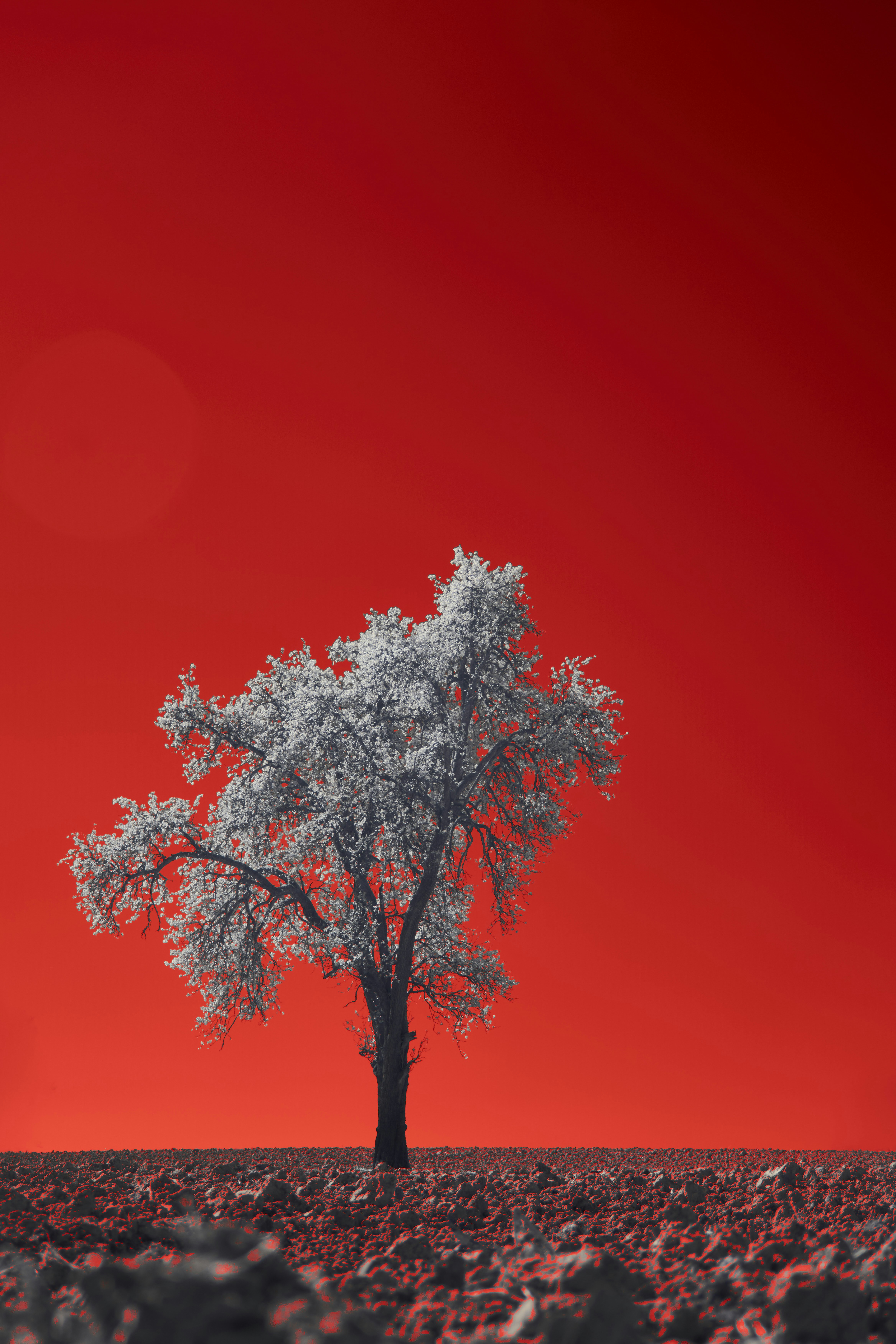 Photo by wolfgang_hasselmann