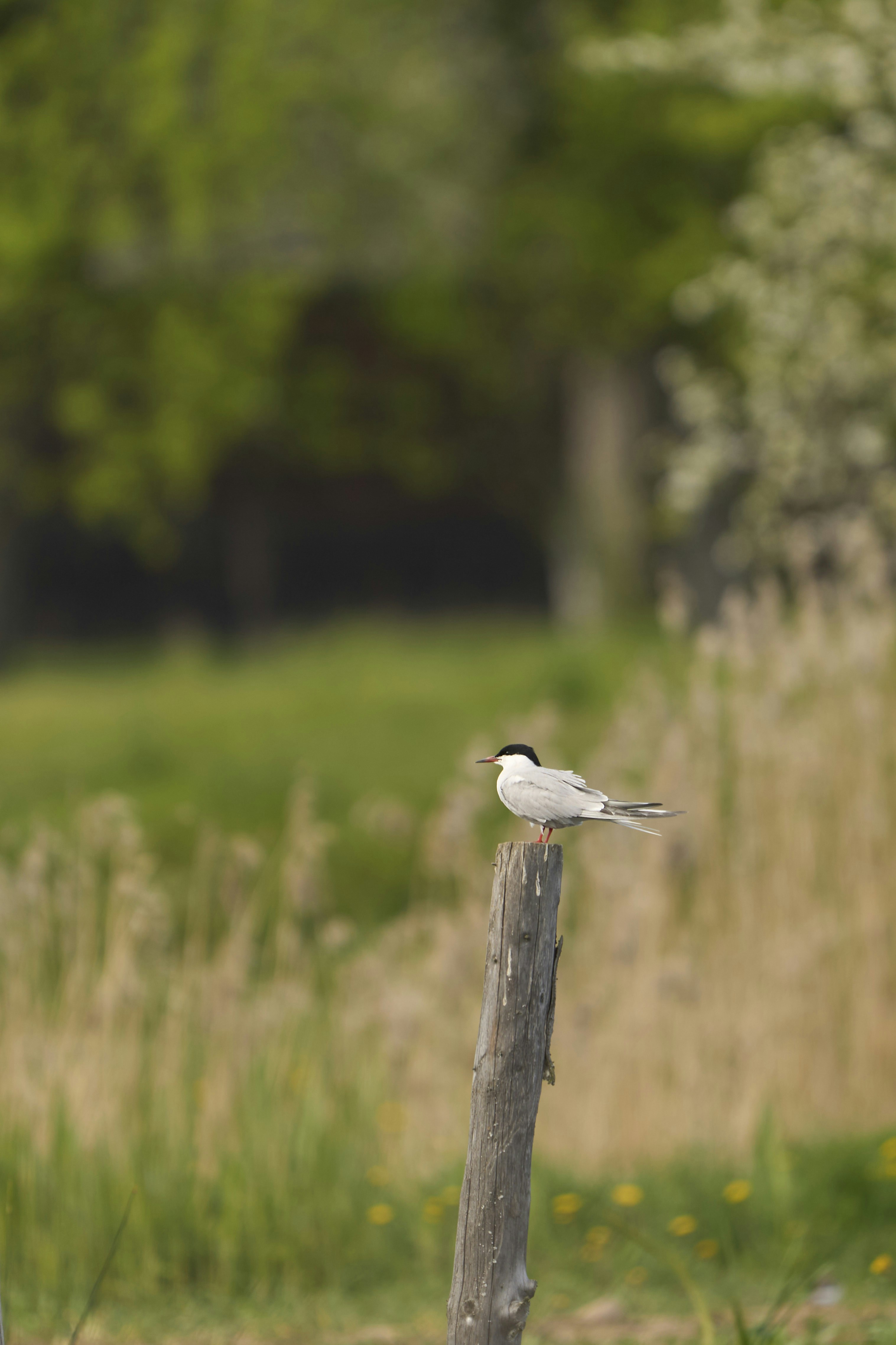 Photo by wolfgang_hasselmann