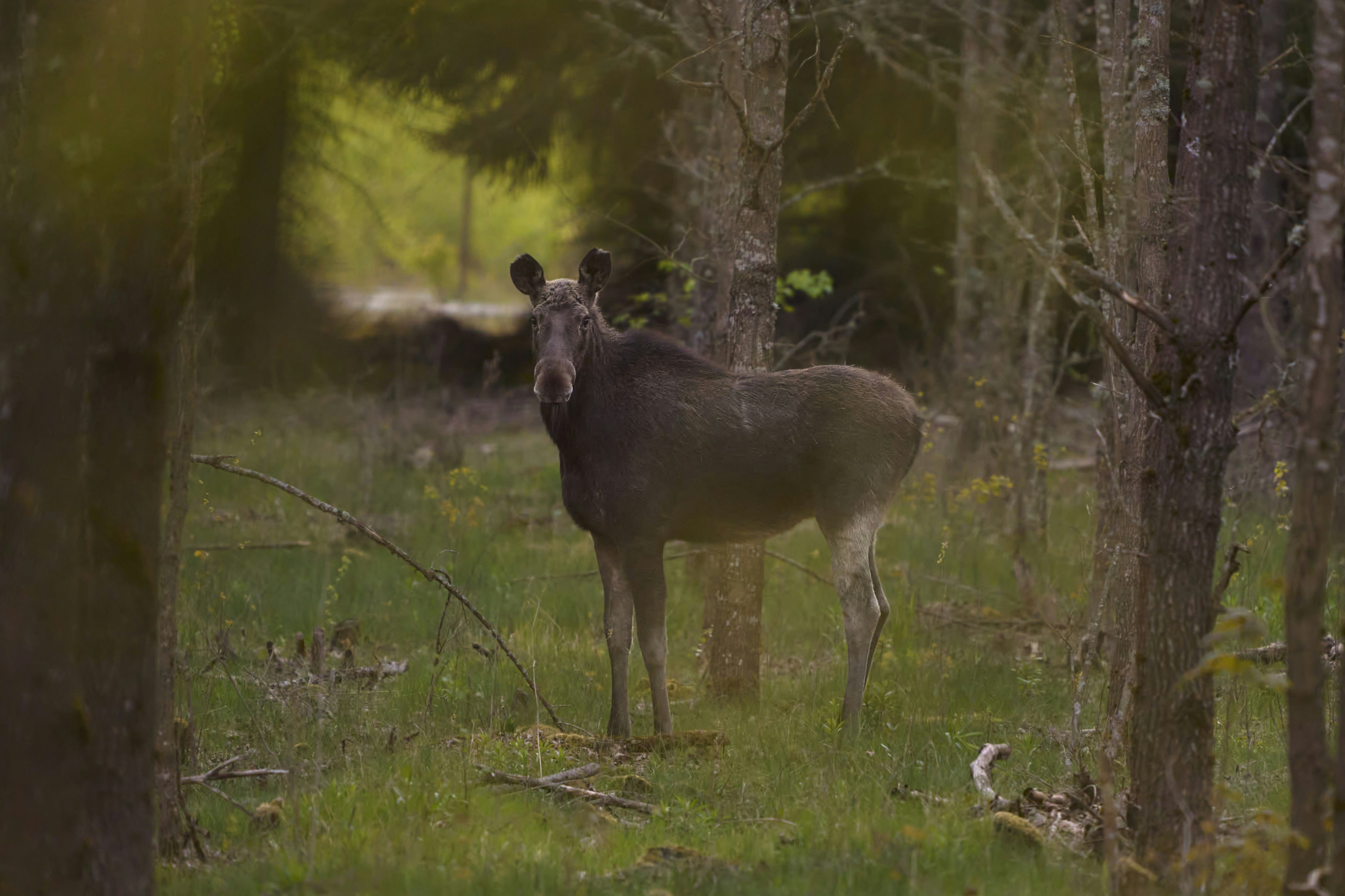 Photo by wolfgang_hasselmann