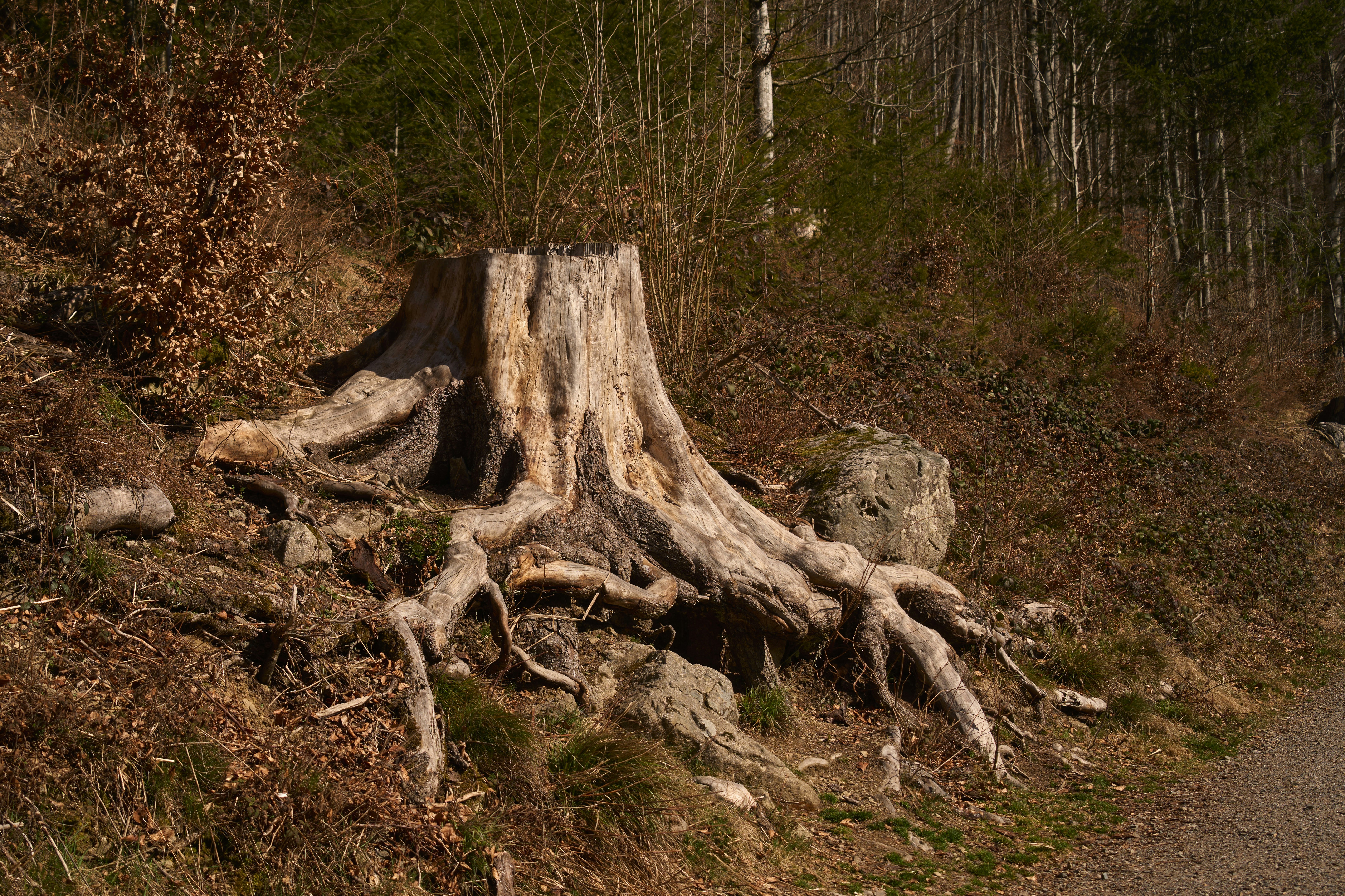 A tree stump with roots on a forest floor. photo – Free Image on Unsplash