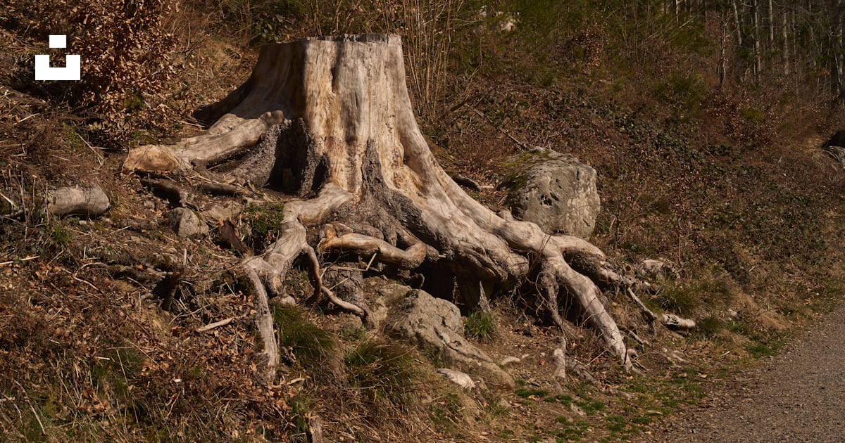 A tree stump with roots on a forest floor. photo – Free Image on Unsplash