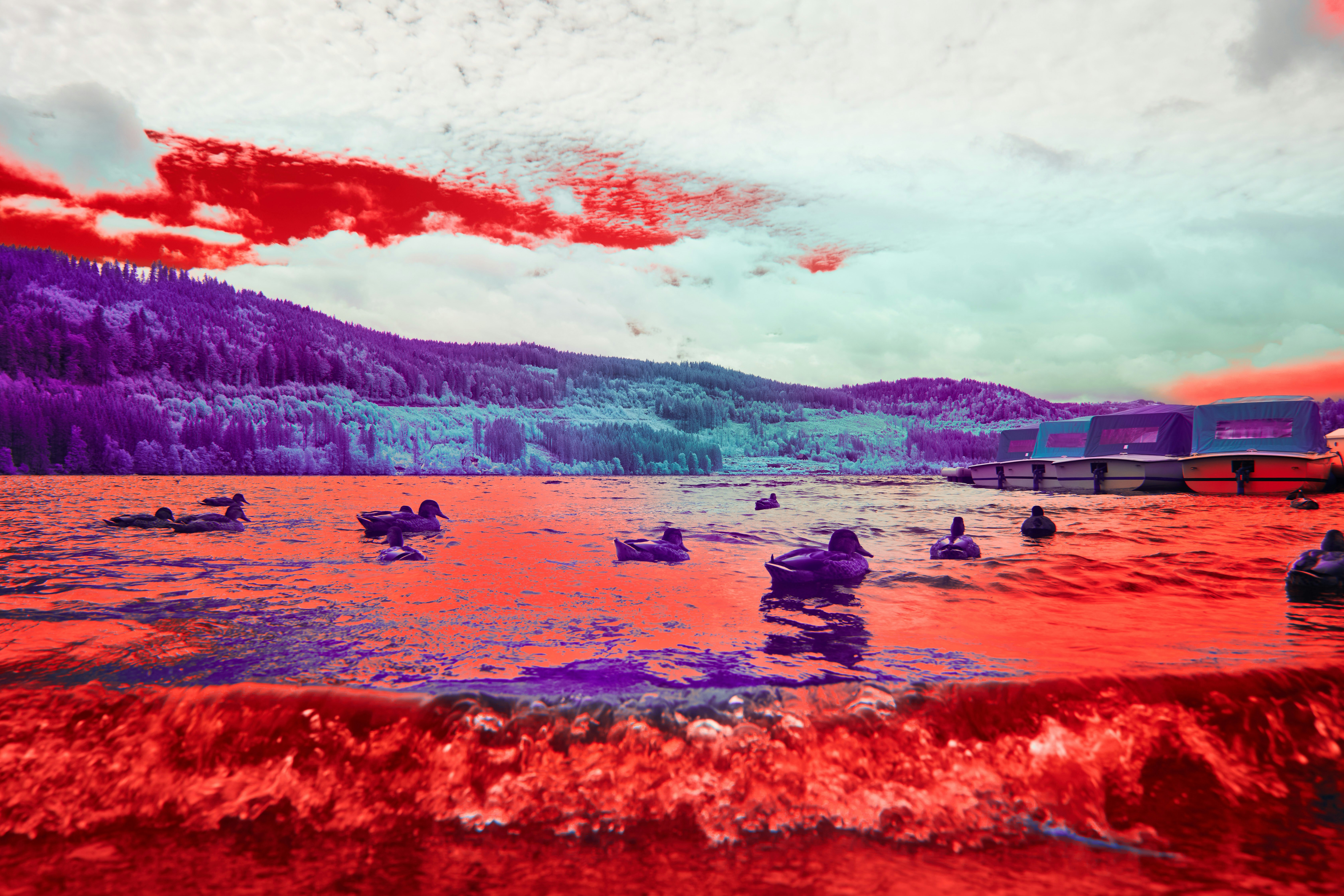 Ducks swim in colorful waters near the mountains.