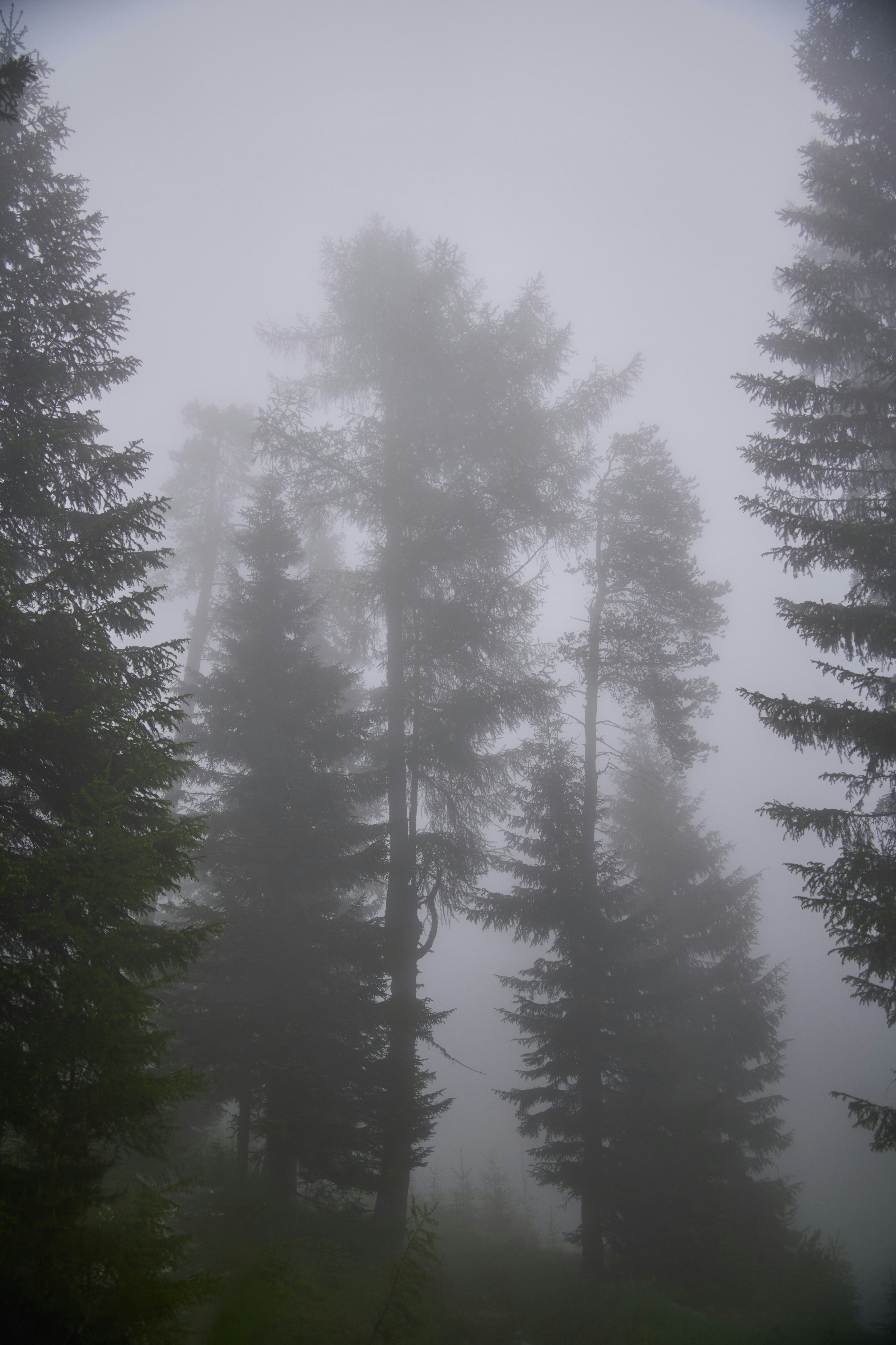 Photo by wolfgang_hasselmann