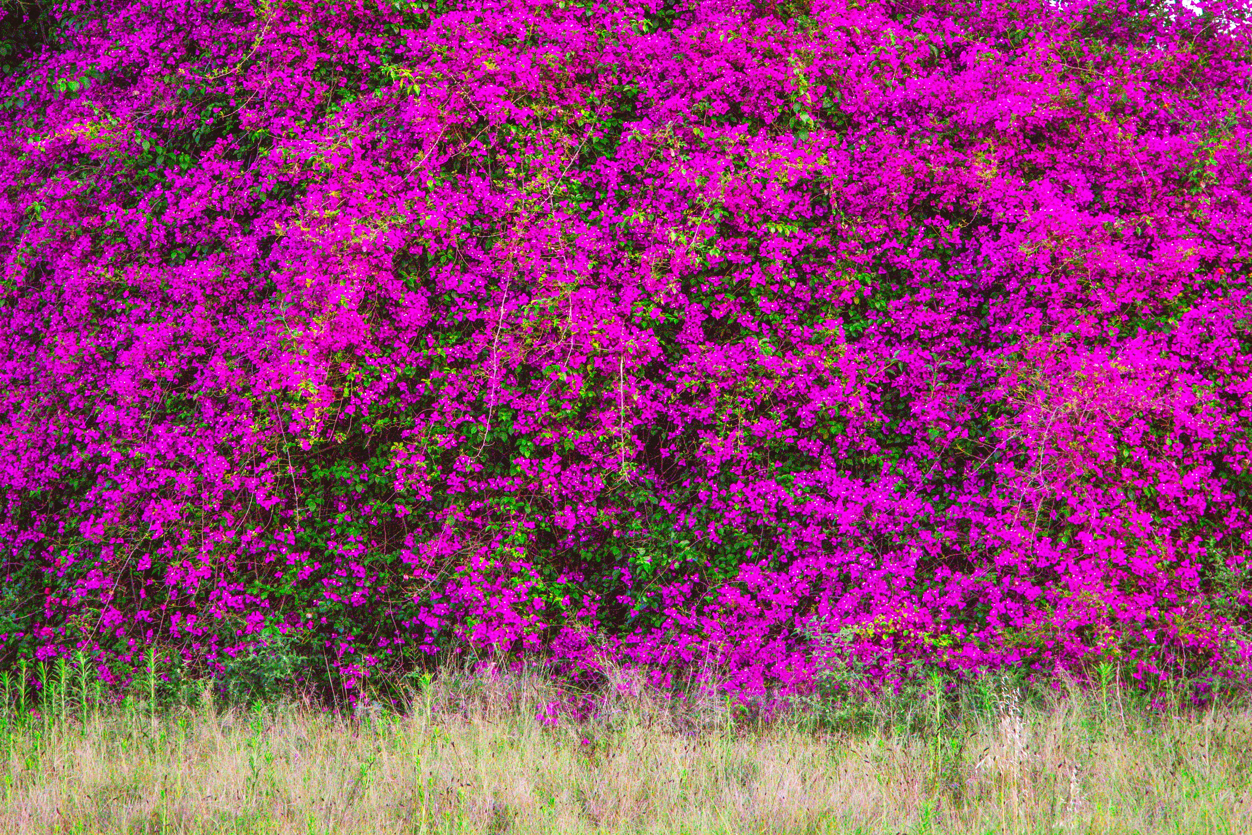 Vibrant purple bougainvillea flowers are in full bloom.