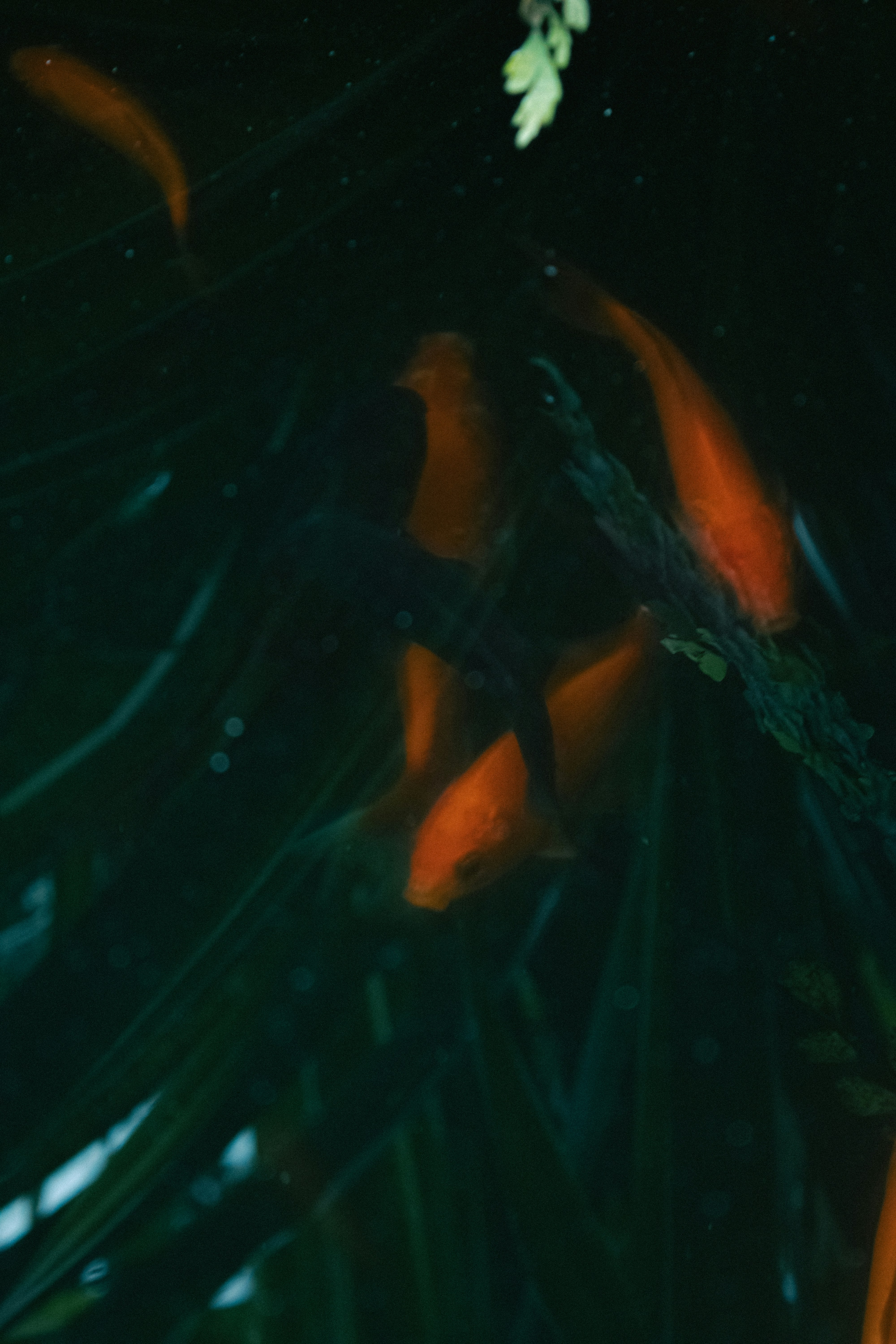 Photo by kolesnykyan