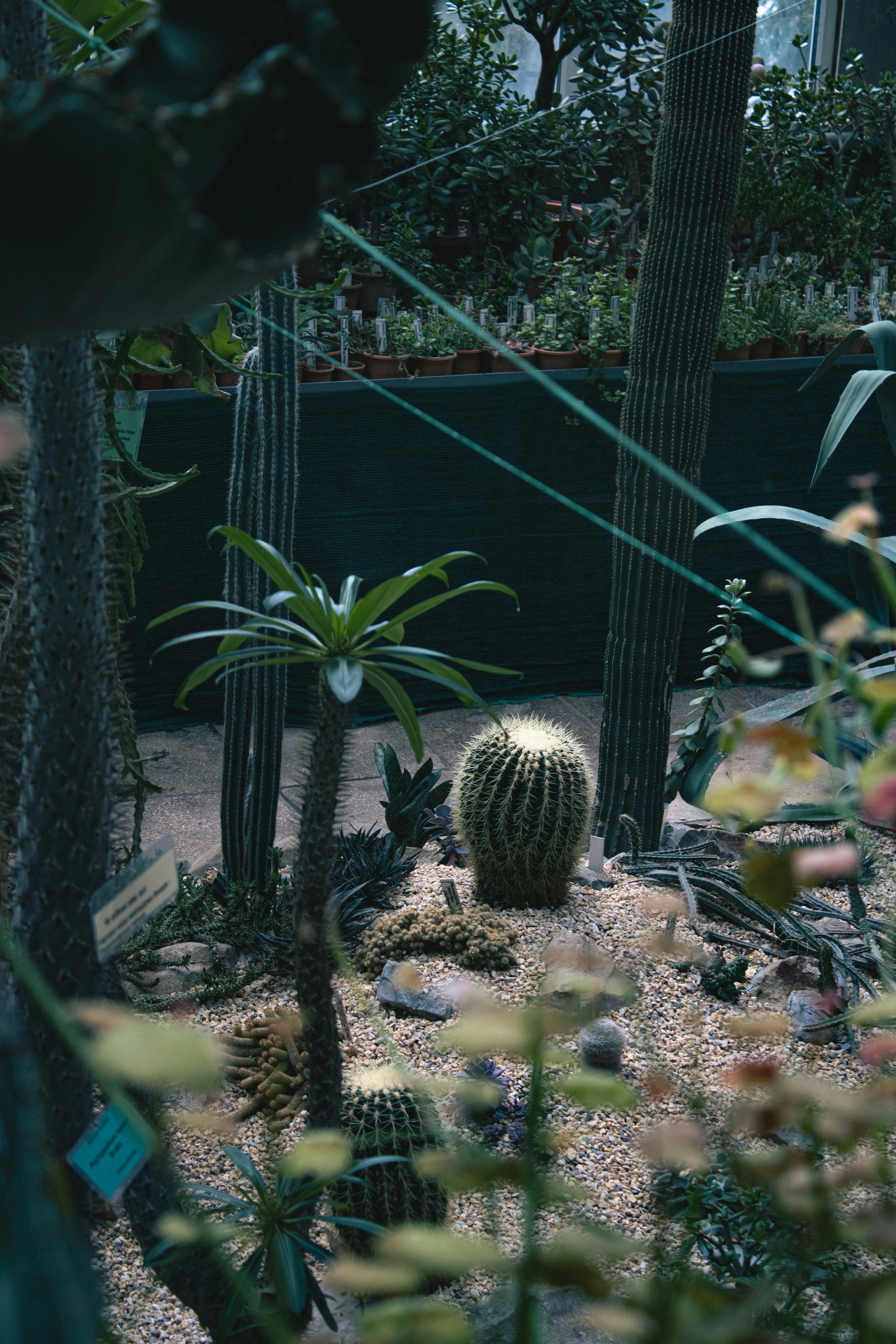 Cacti and other plants thrive in this lush garden.