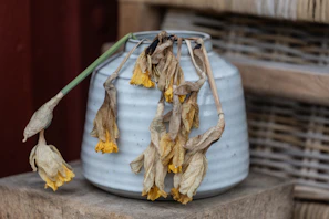 Wilted daffodils droop from a ceramic vase.