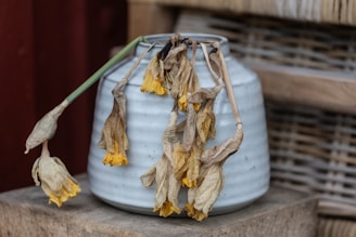 Wilted daffodils droop from a ceramic vase.