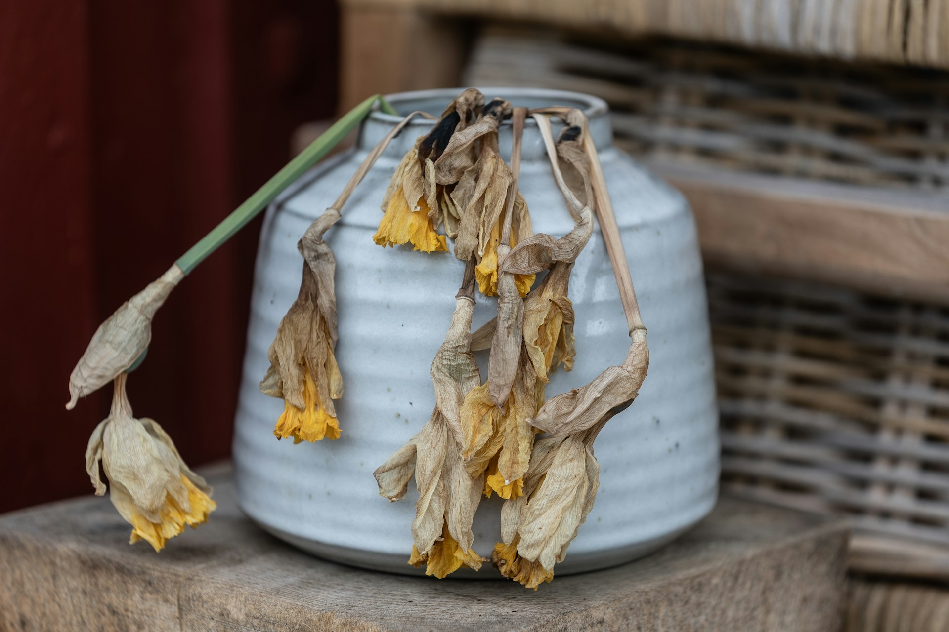 Wilted daffodils droop from a ceramic vase.