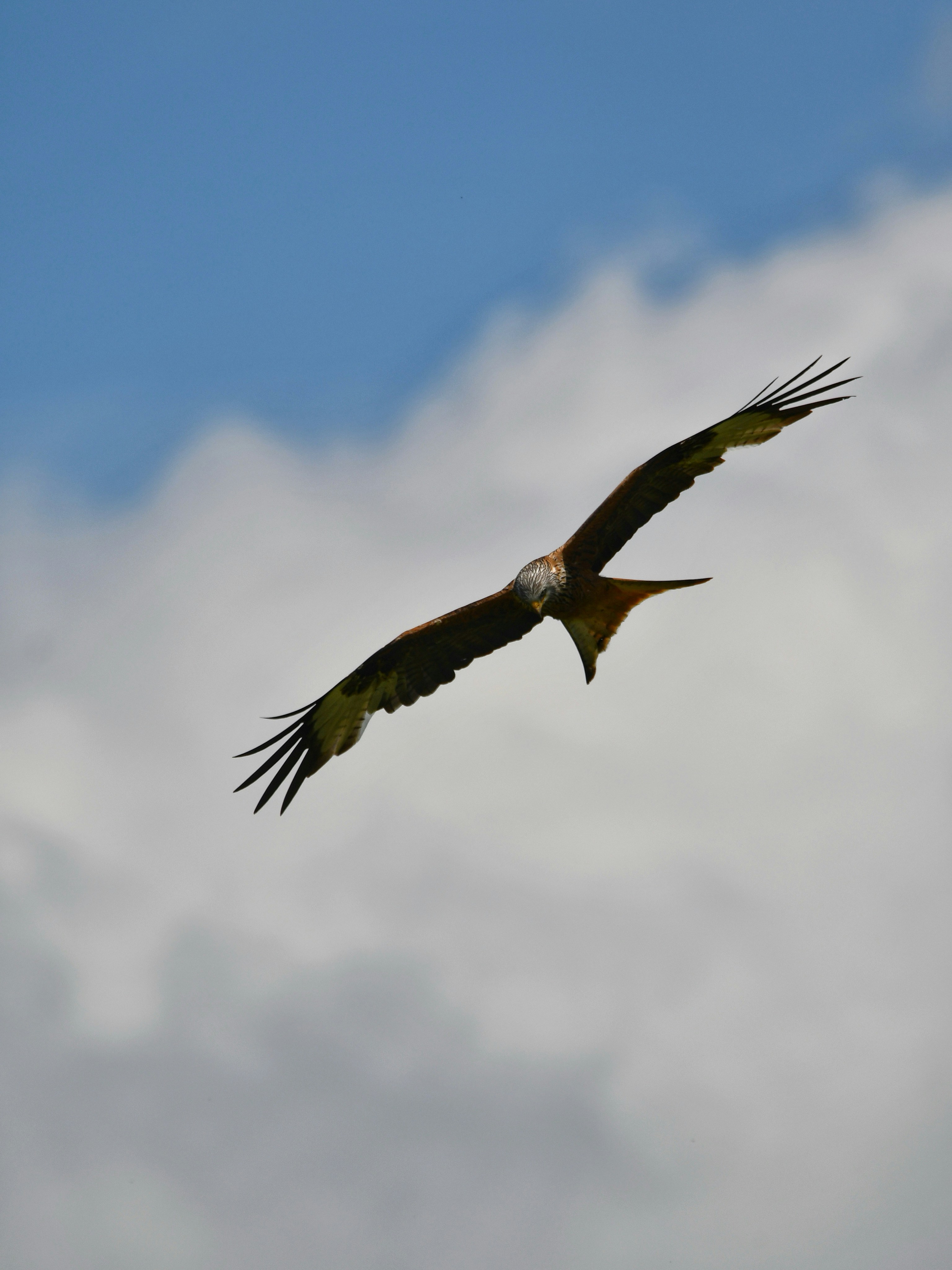 Photo by pedrino5_official