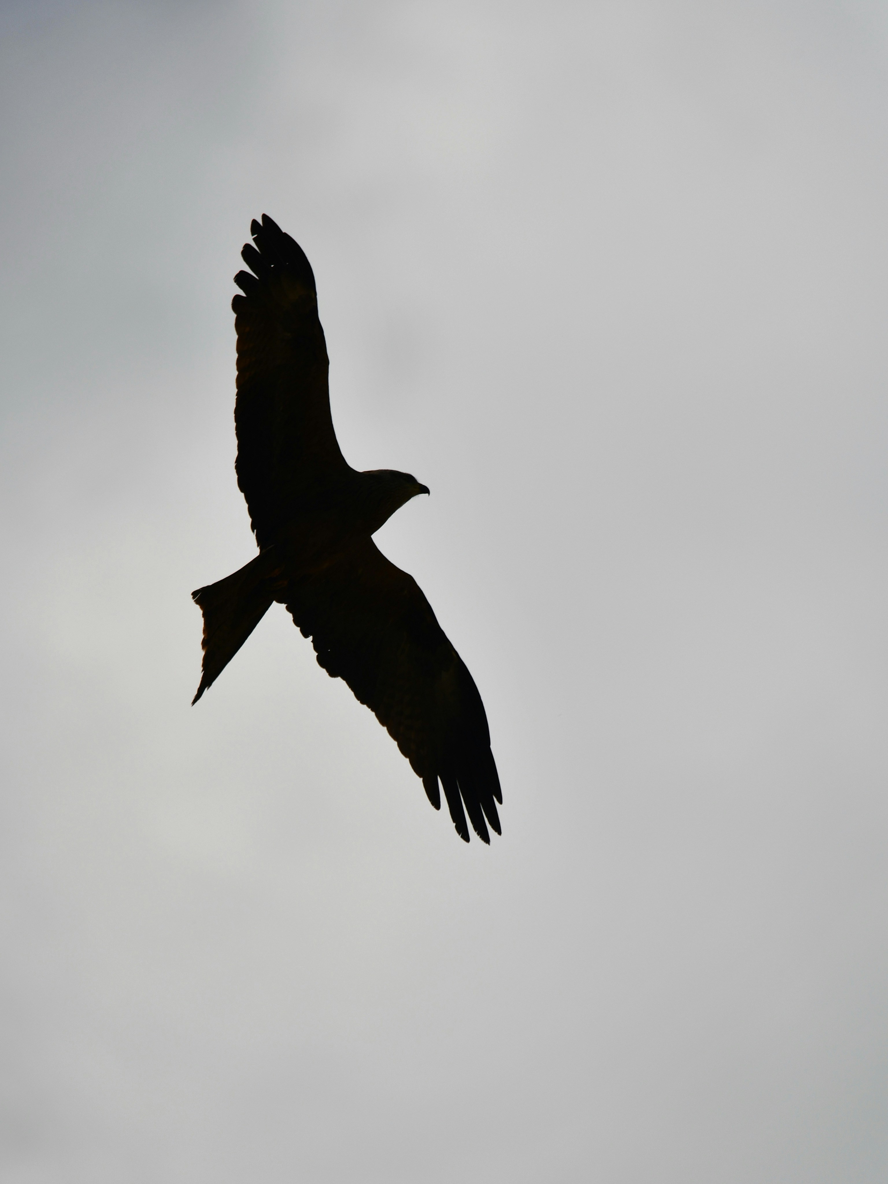 Photo by pedrino5_official