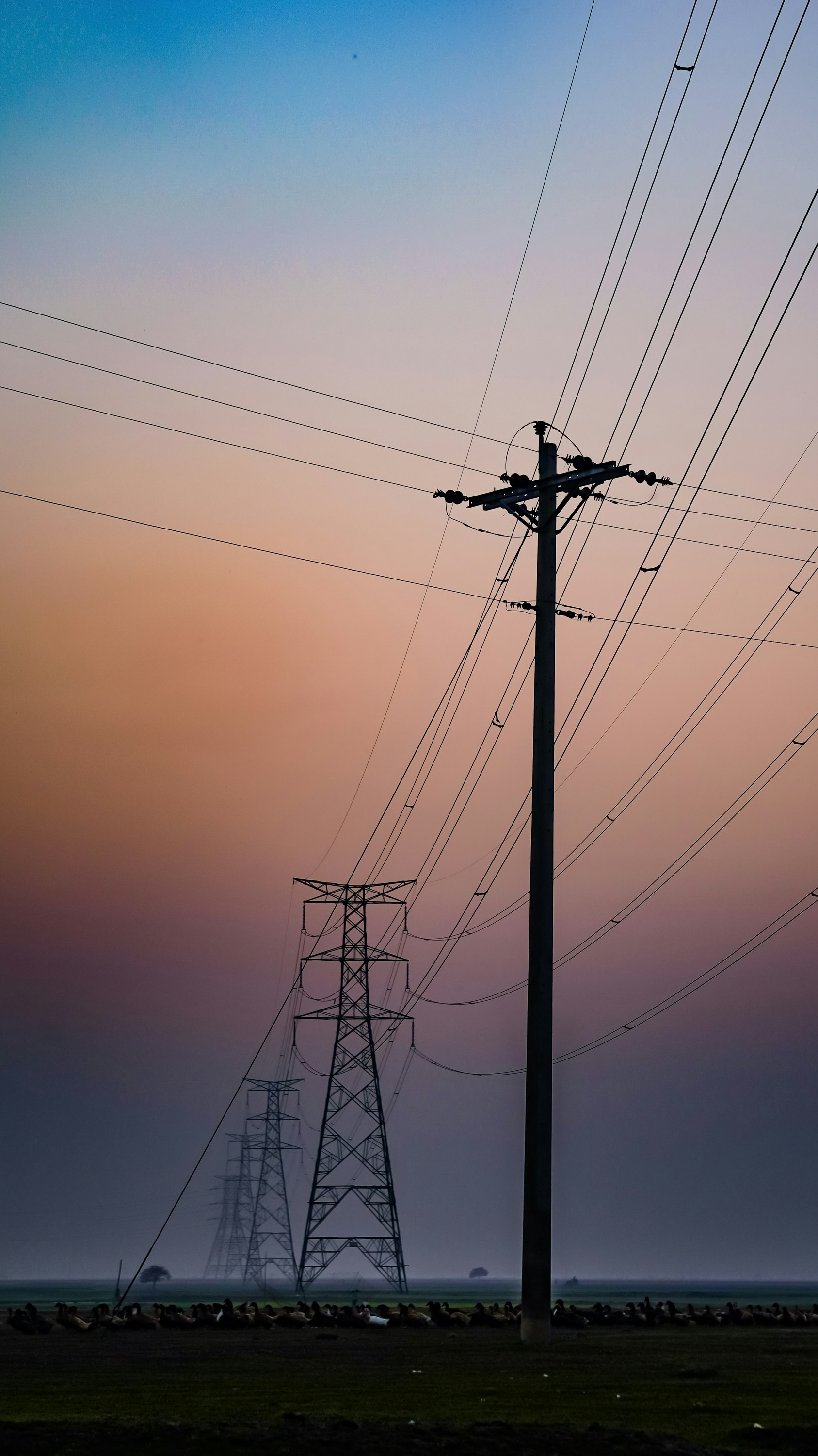 Photo by kr_knightrat739