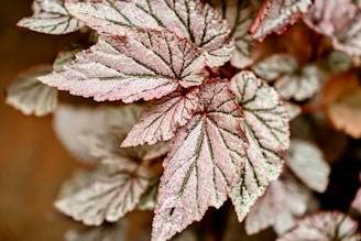 Pink-toned leaves with visible veins are shown.
