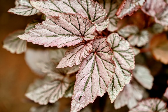 Pink-toned leaves with visible veins are shown.