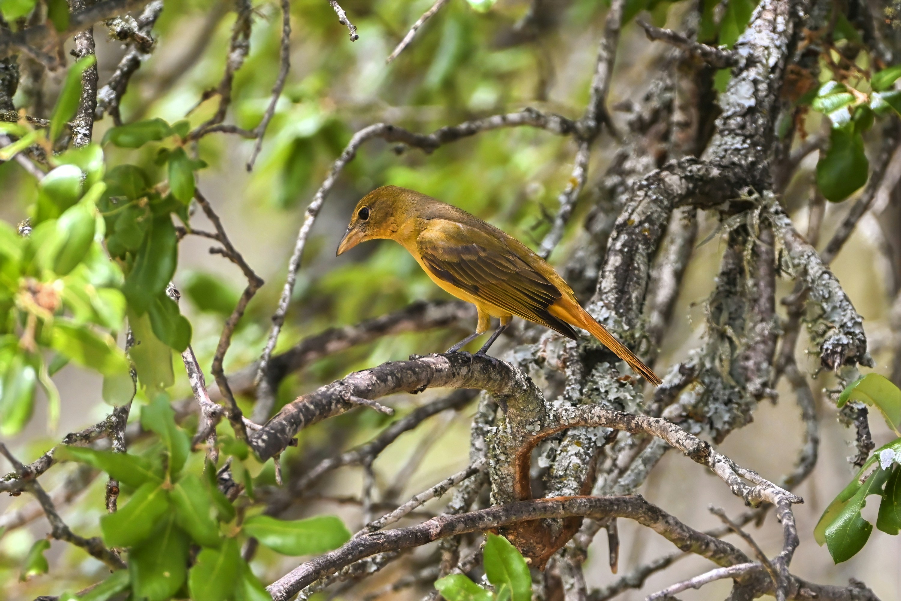 A golden bird perches on a tree branch.
