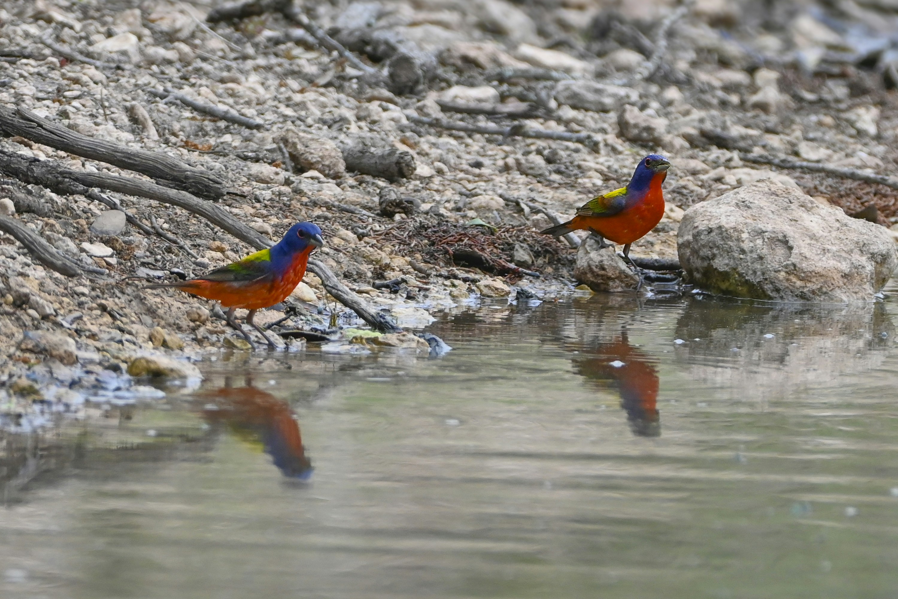 Two colorful birds stand near water.