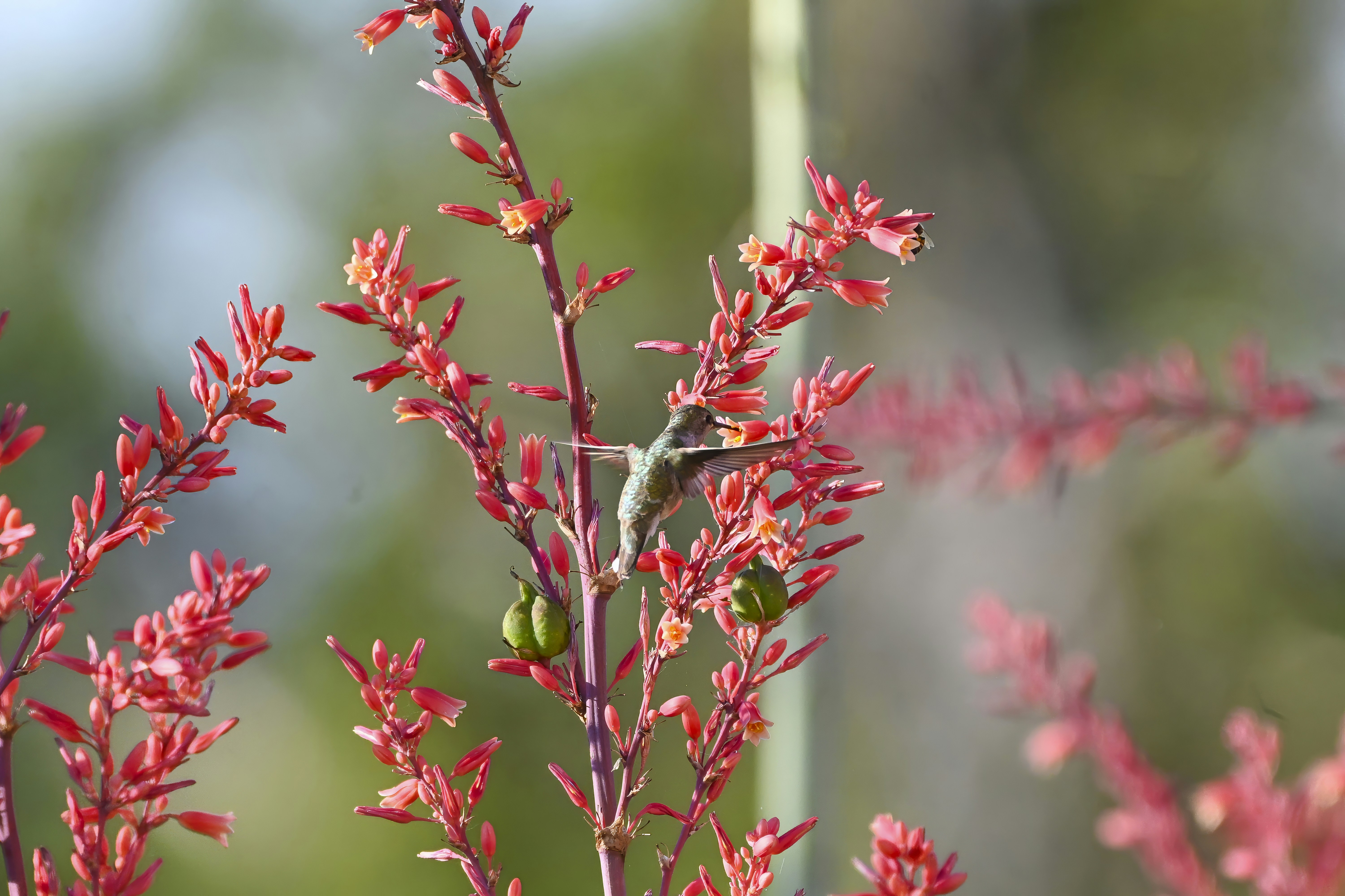 Hummingbird drinks nectar from red flowers.