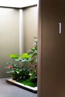 An indoor garden flourishes near a wall.