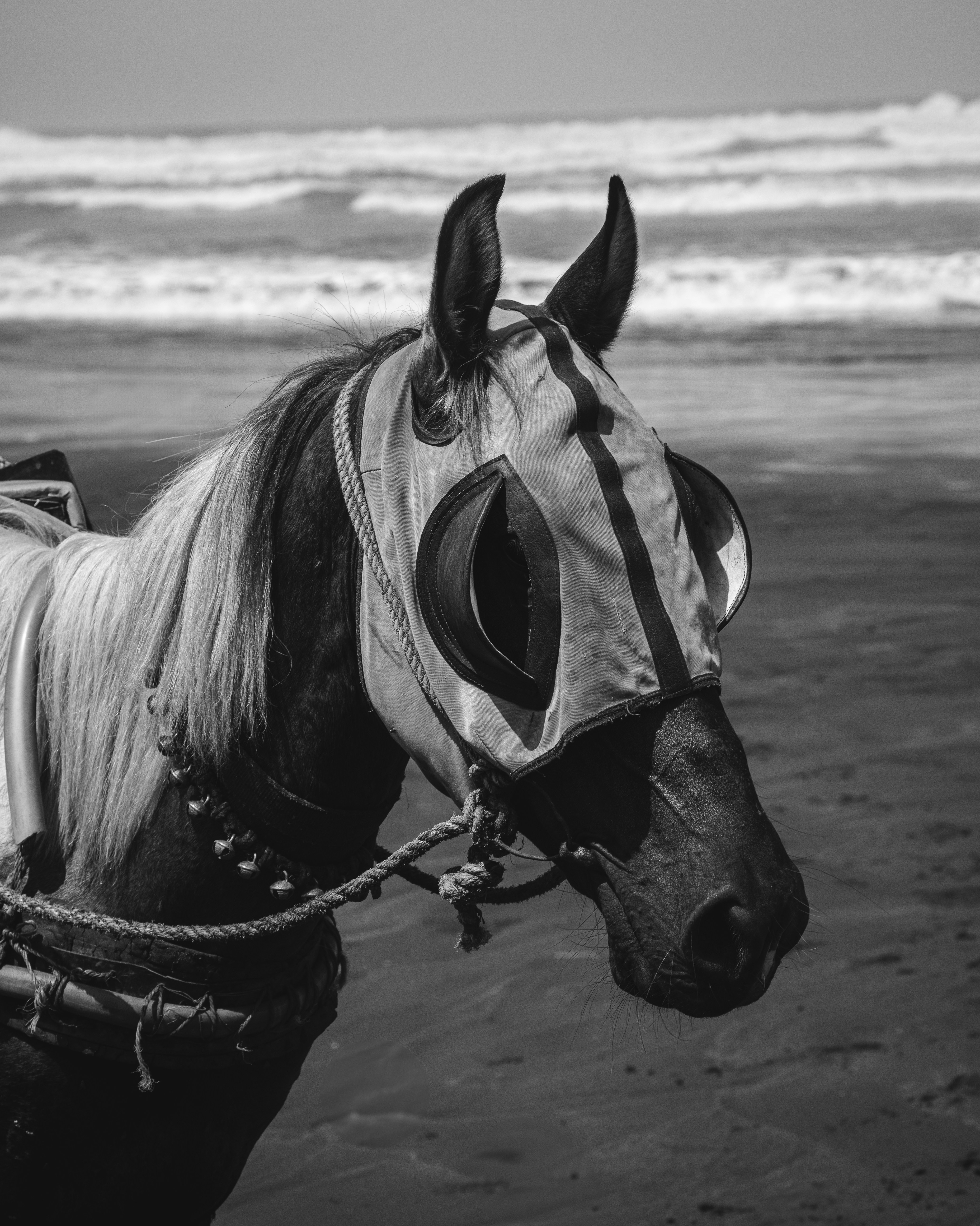 Horse wearing blinders on a beach next to the ocean.