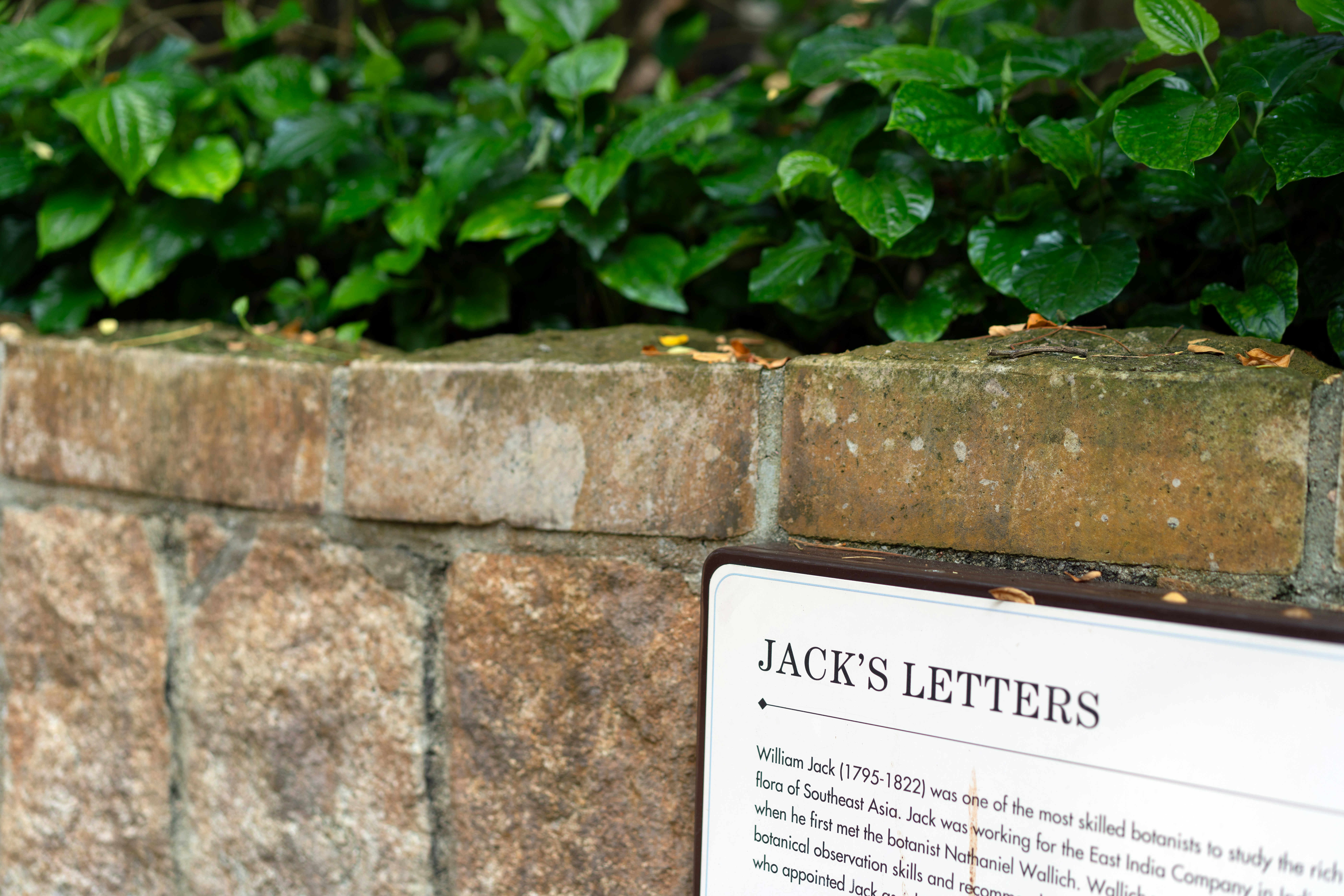 A stone wall and green plants are displayed.