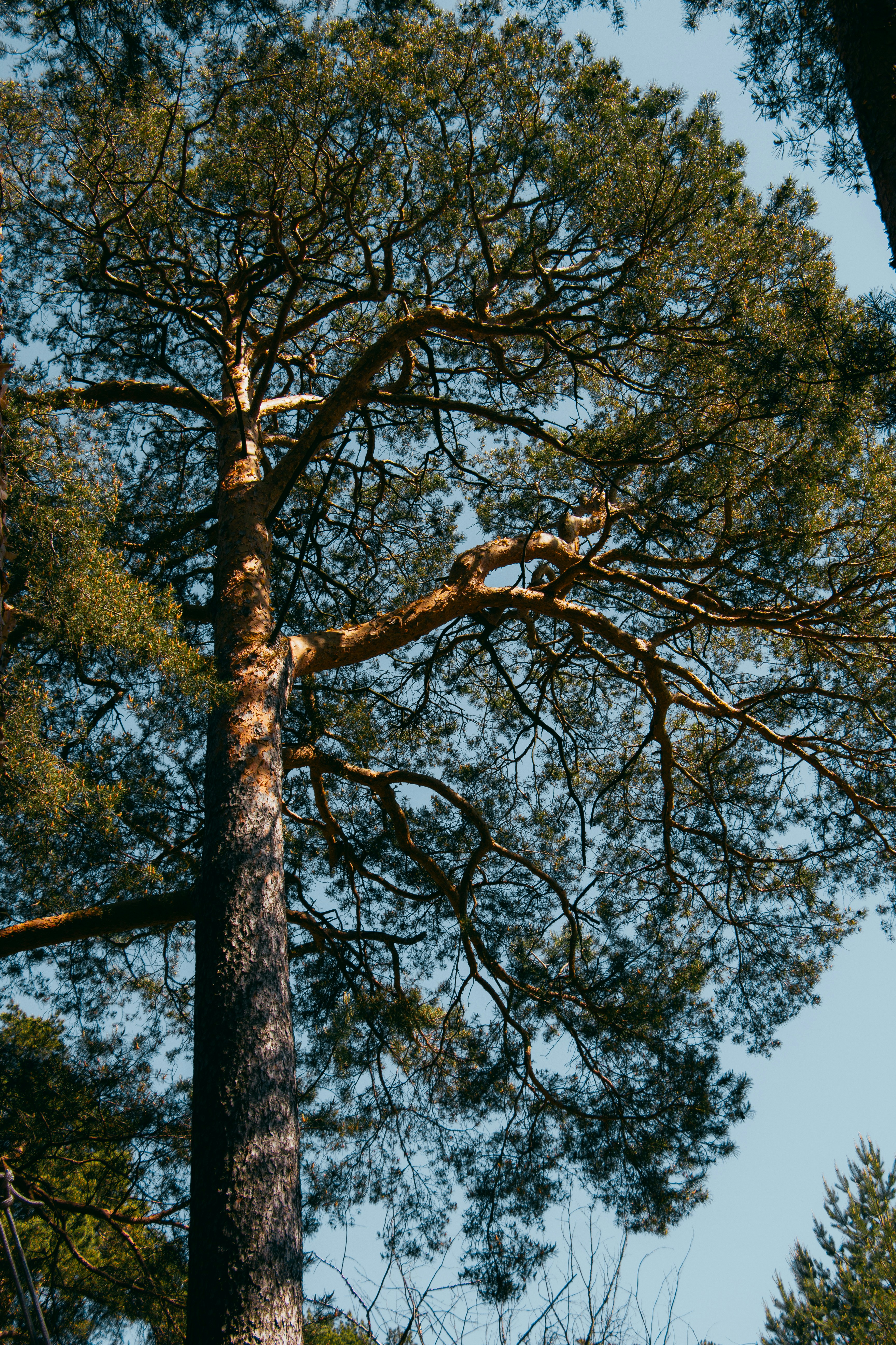 Photo by temapedchenko