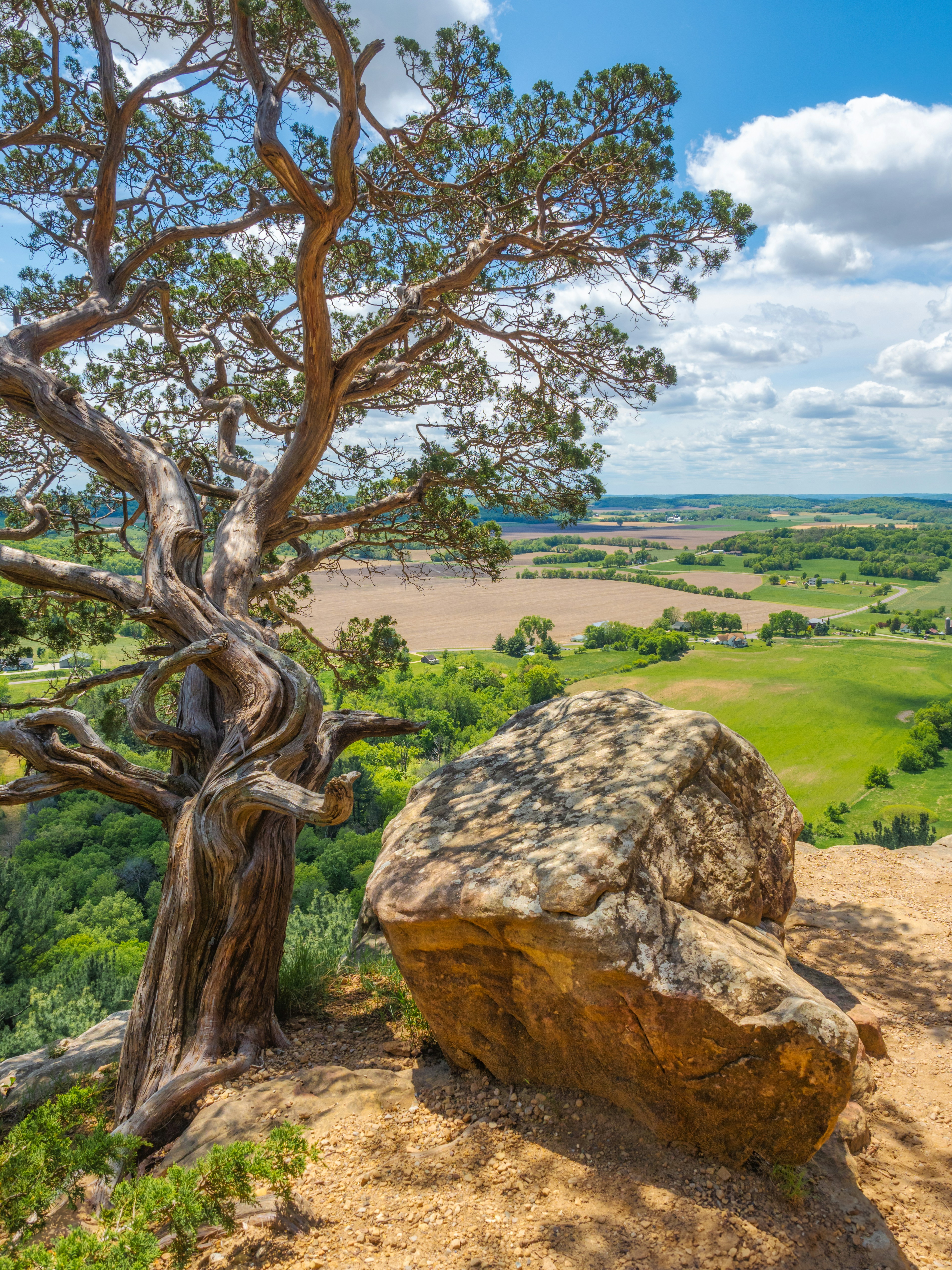 A tree and rock overlook the scenic landscape.