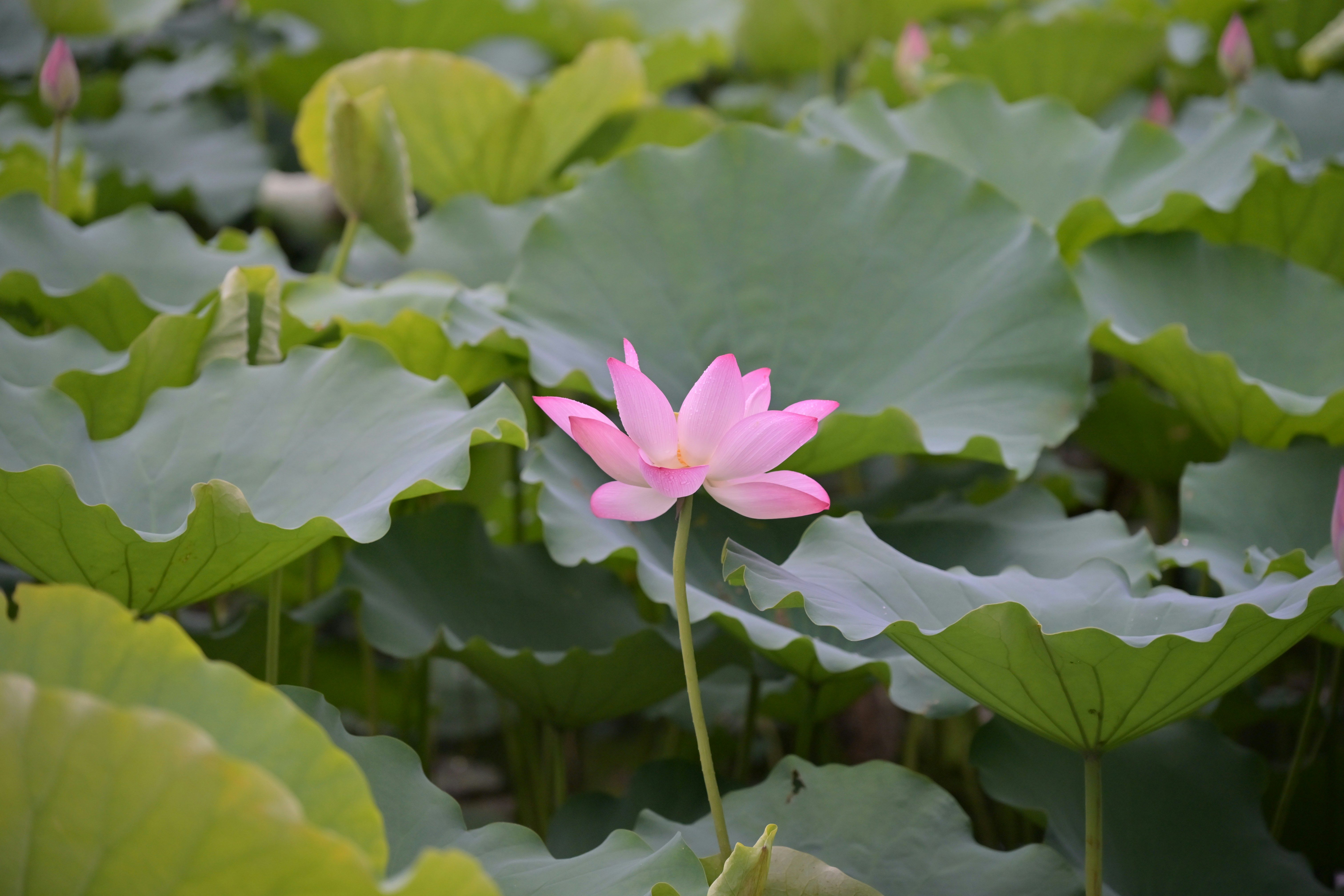 Photo by seanwuphoto