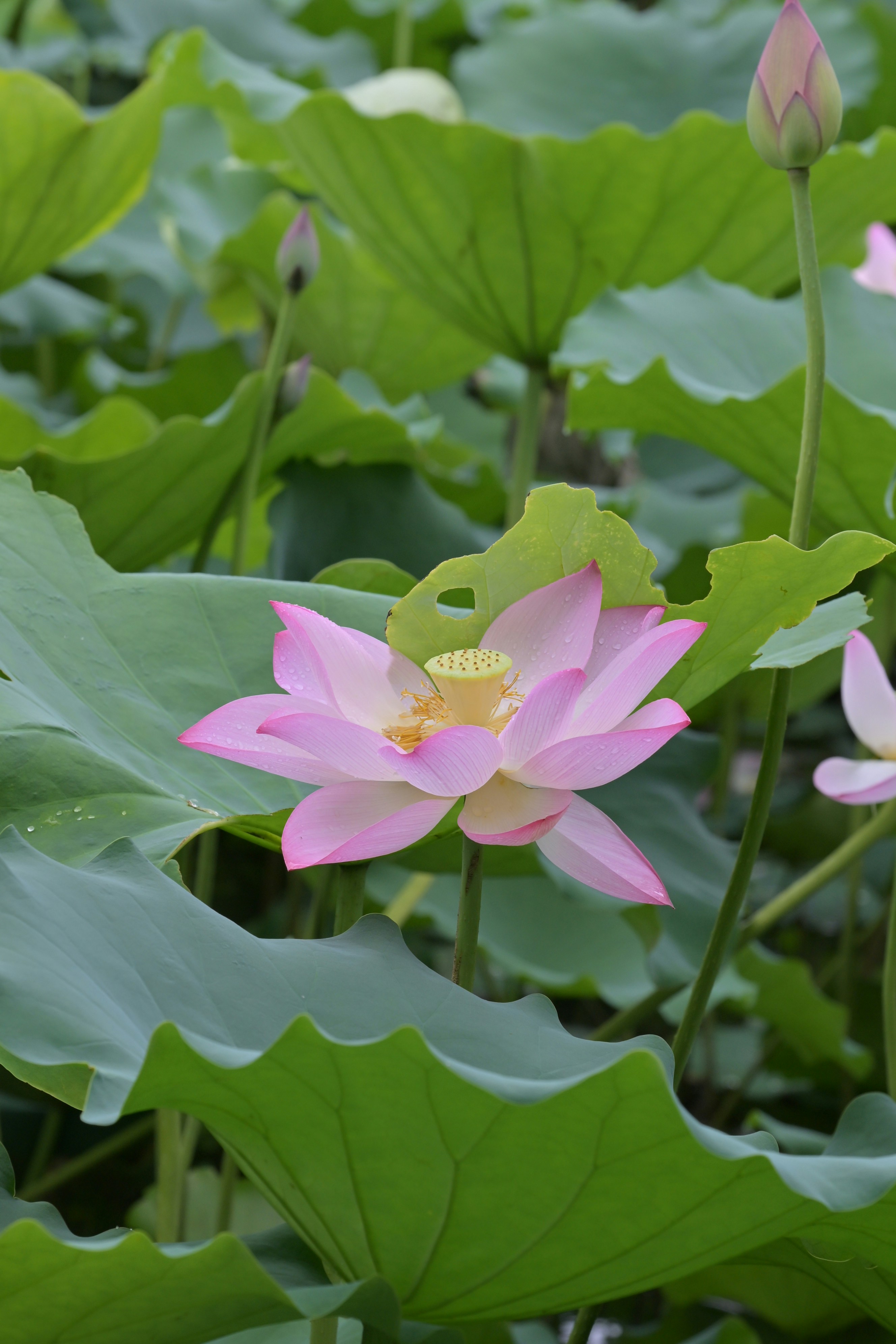 Photo by seanwuphoto