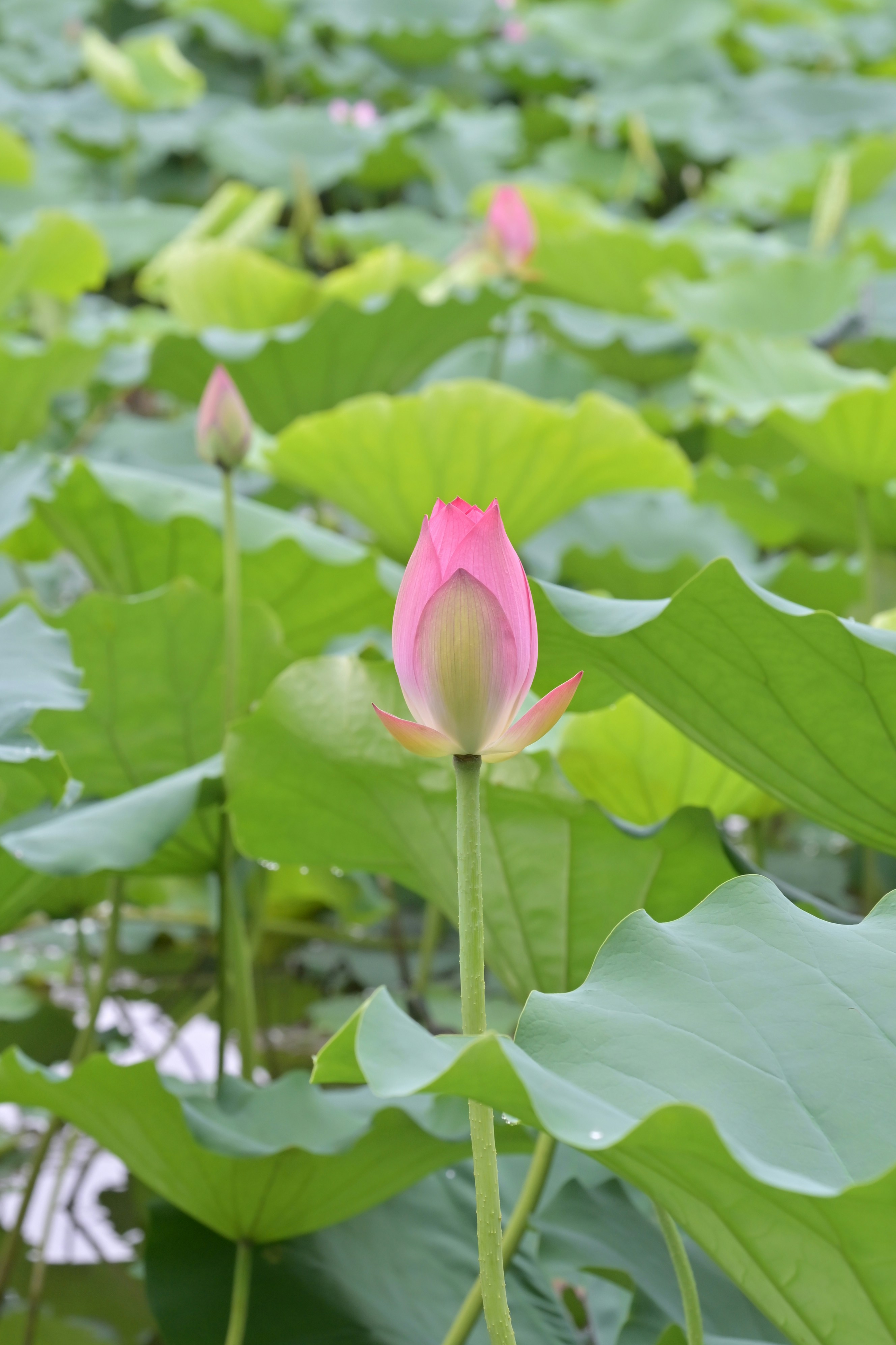 Photo by seanwuphoto