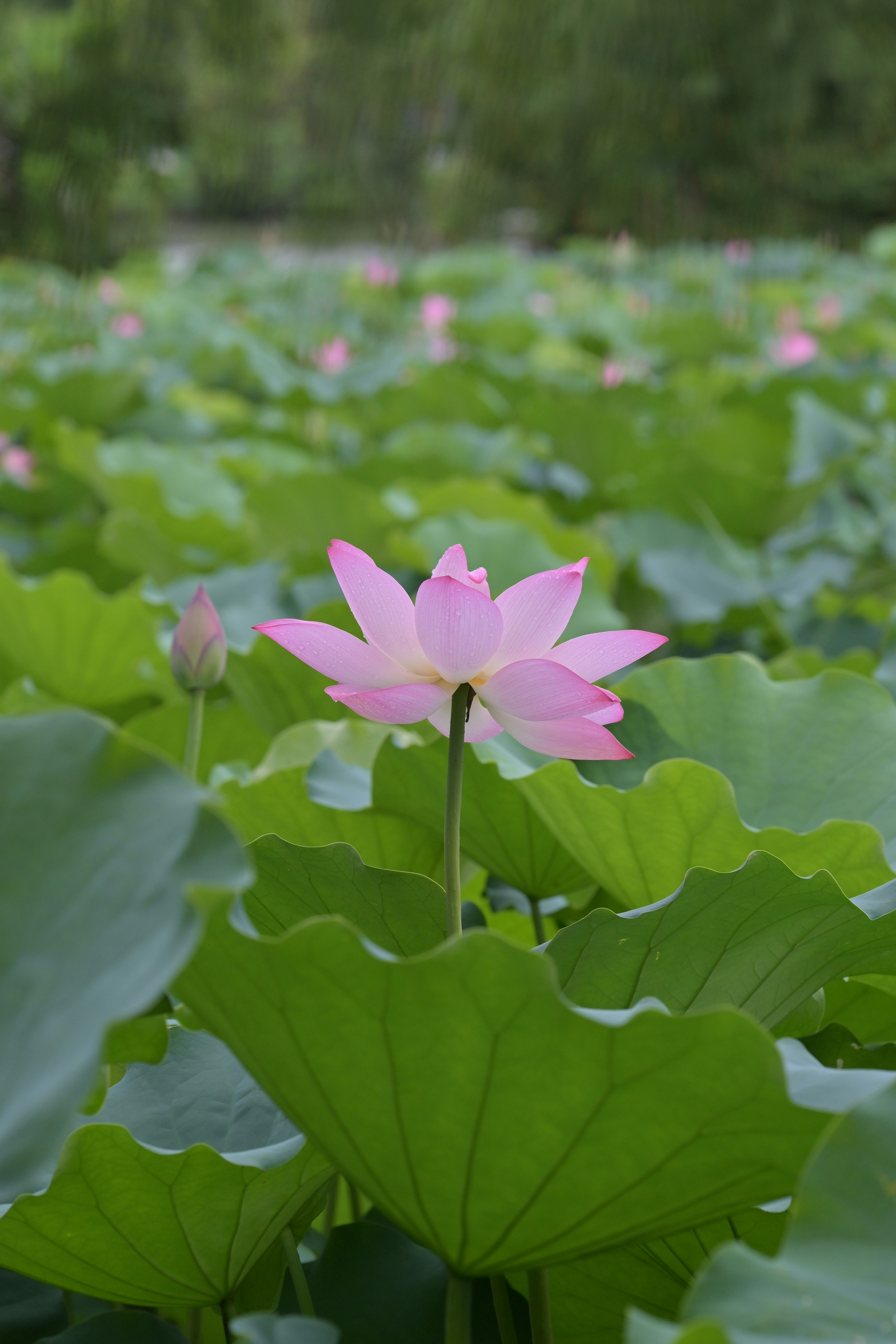 Photo by seanwuphoto