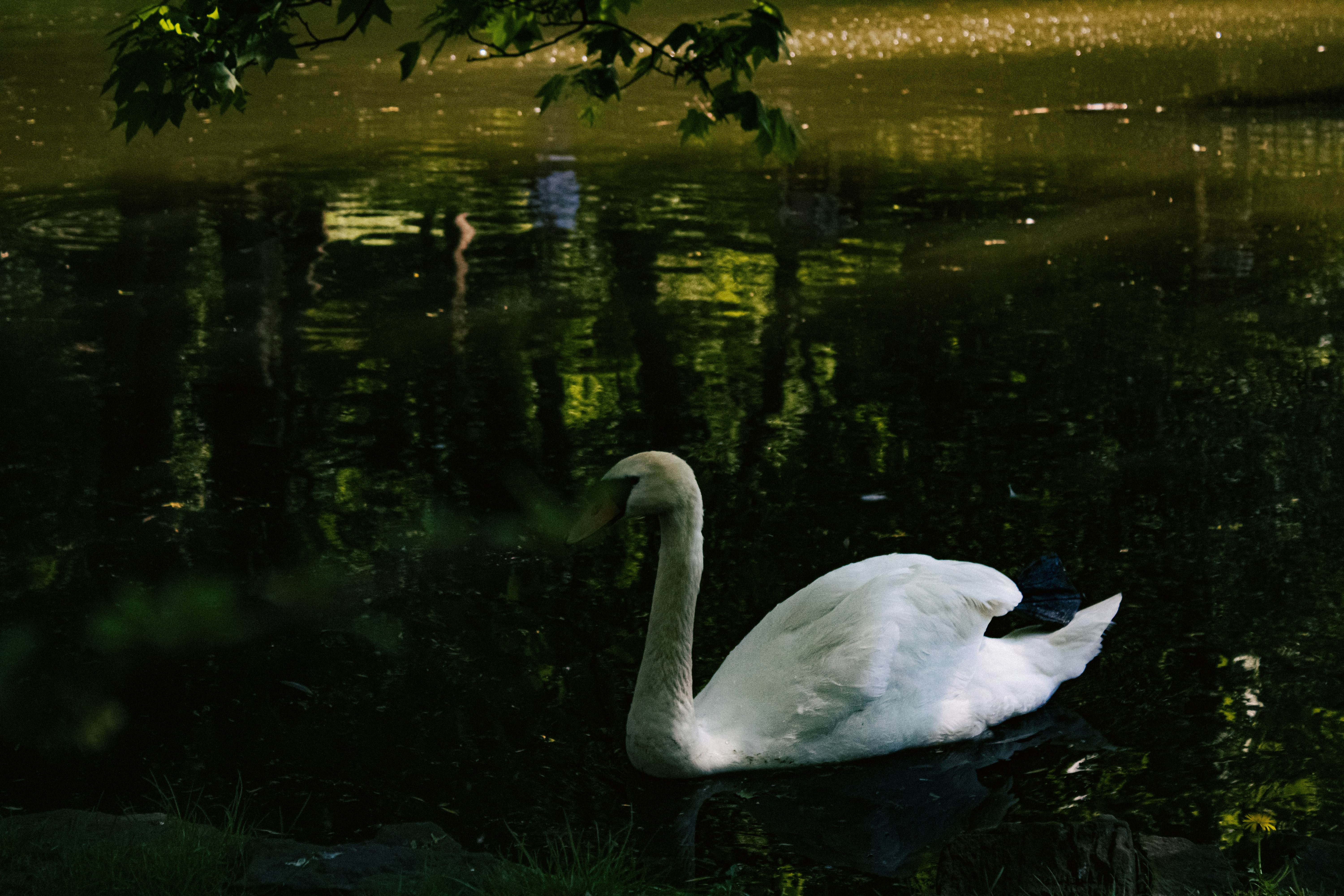 Photo by kolesnykyan