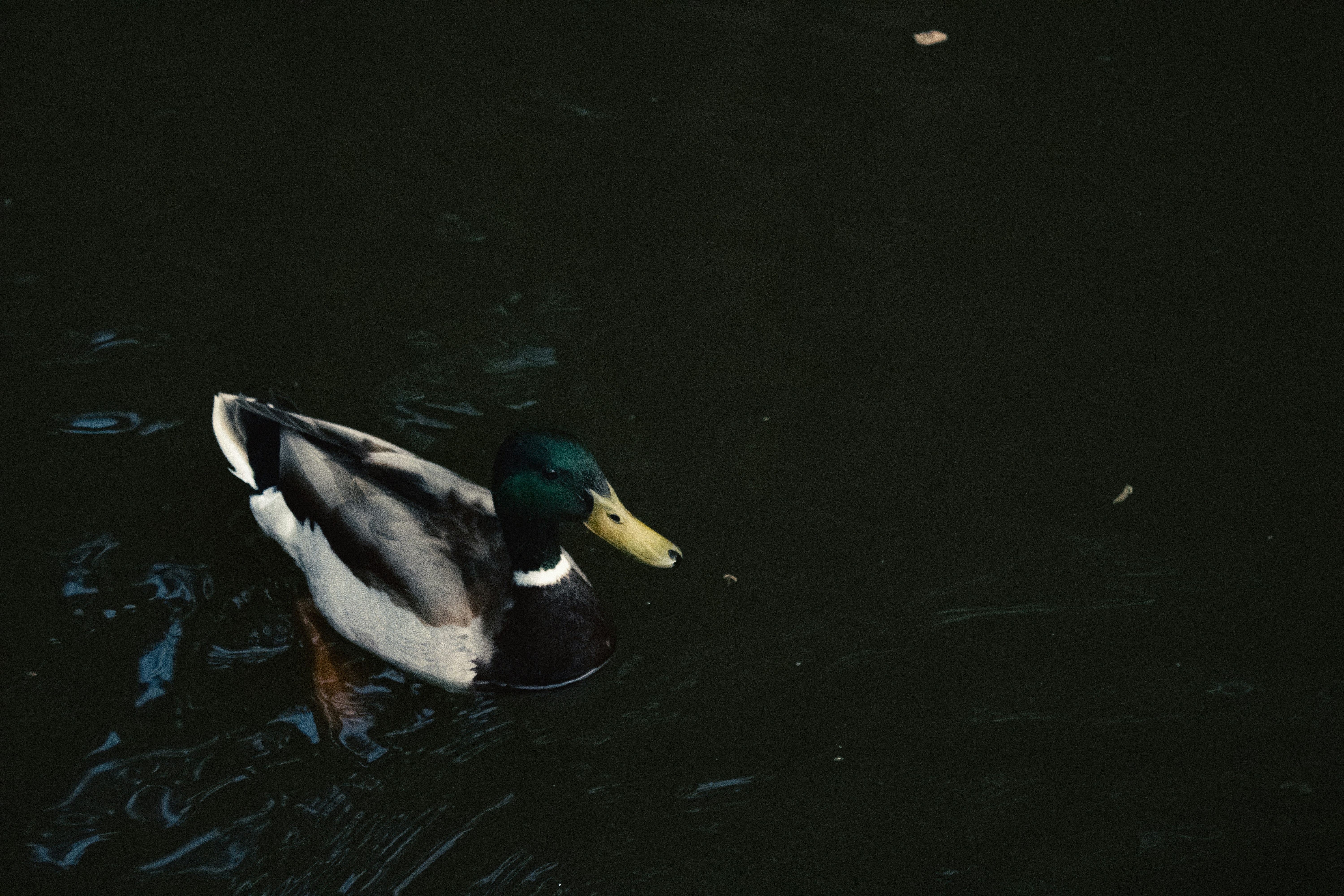 Photo by kolesnykyan