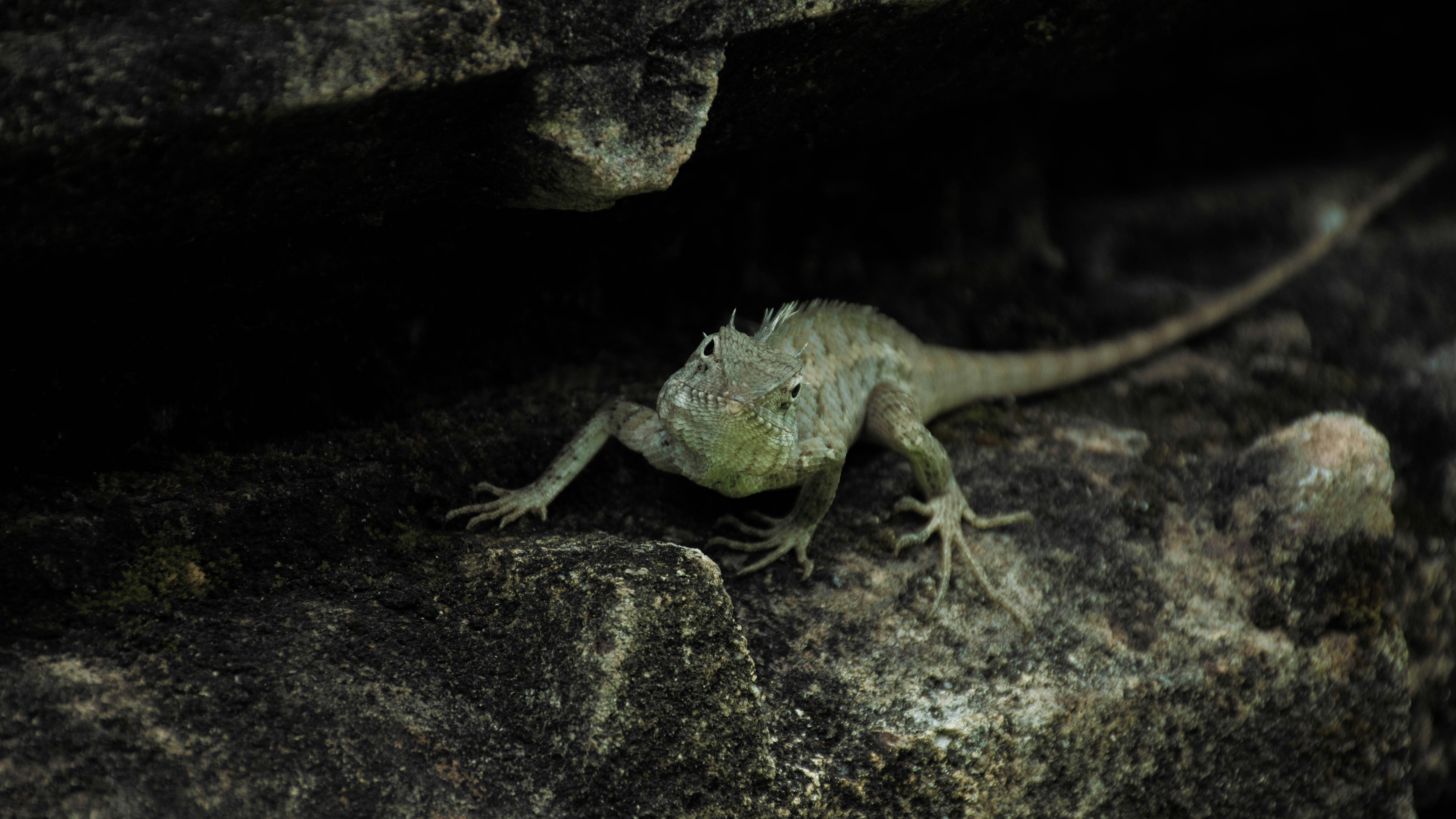 A lizard crawls on a rocky surface. photo – Free Animal Image on Unsplash
