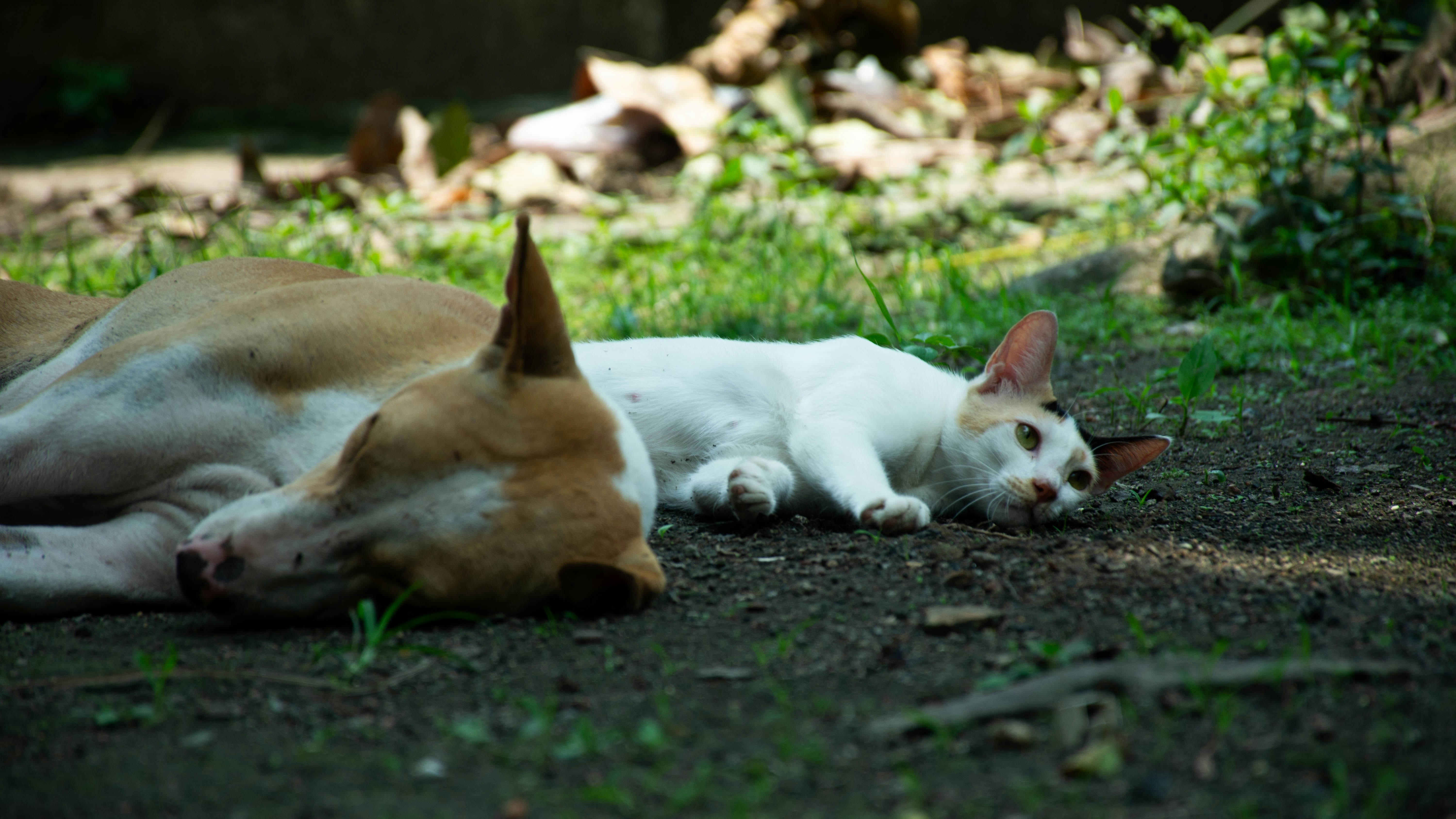 cat and dog sleeping together