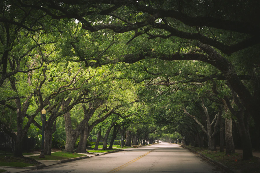 A road under a tunnel of live oak branches