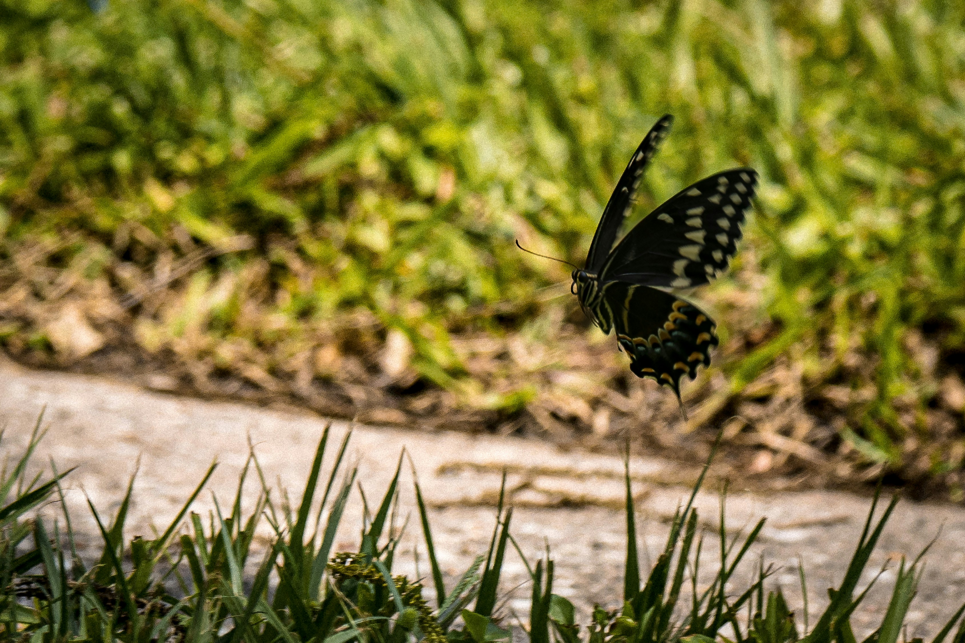Ein Schmetterling fliegt über Gras und Dreck.