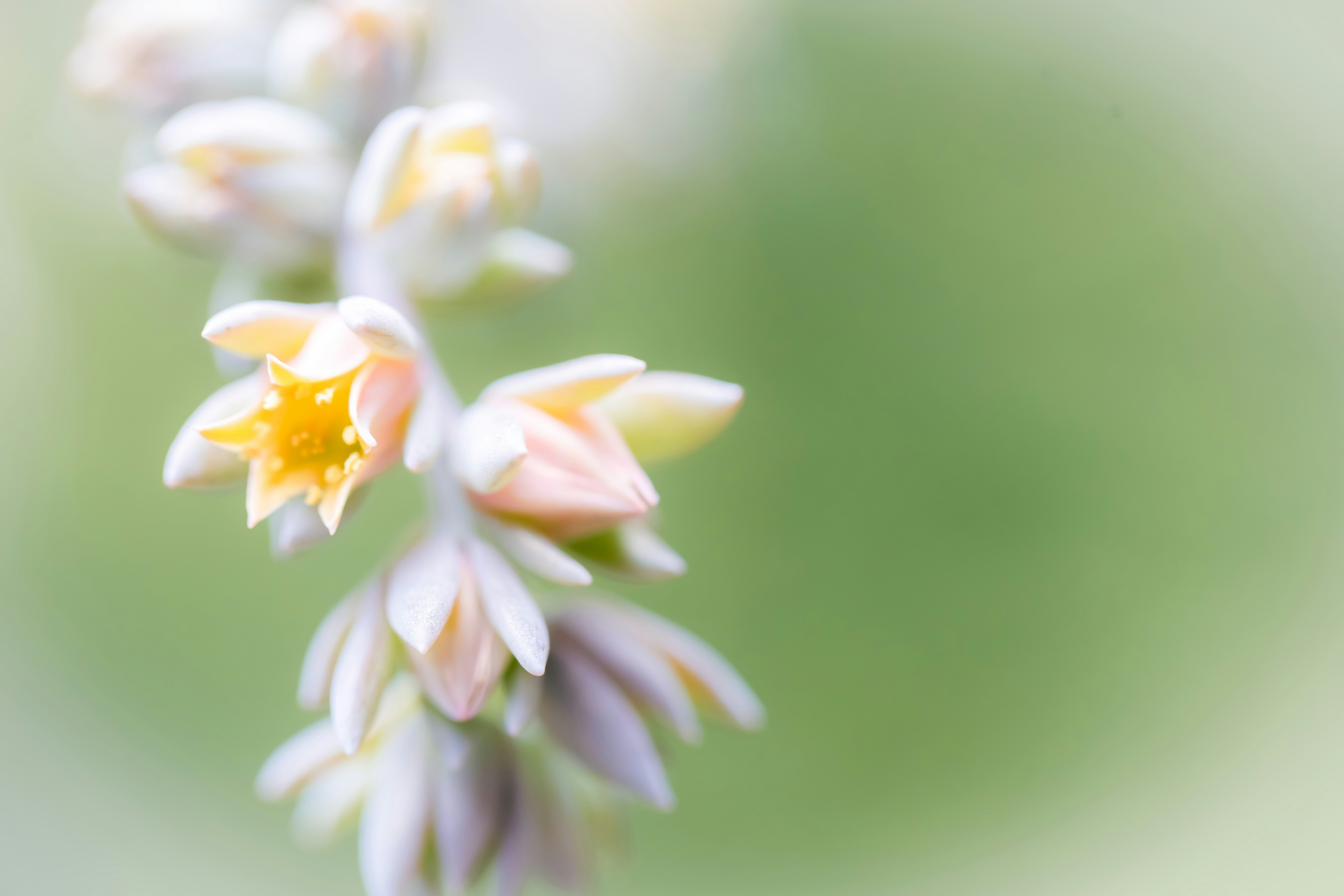 Zarte Blüten blühen vor einem sanften grünen Hintergrund.