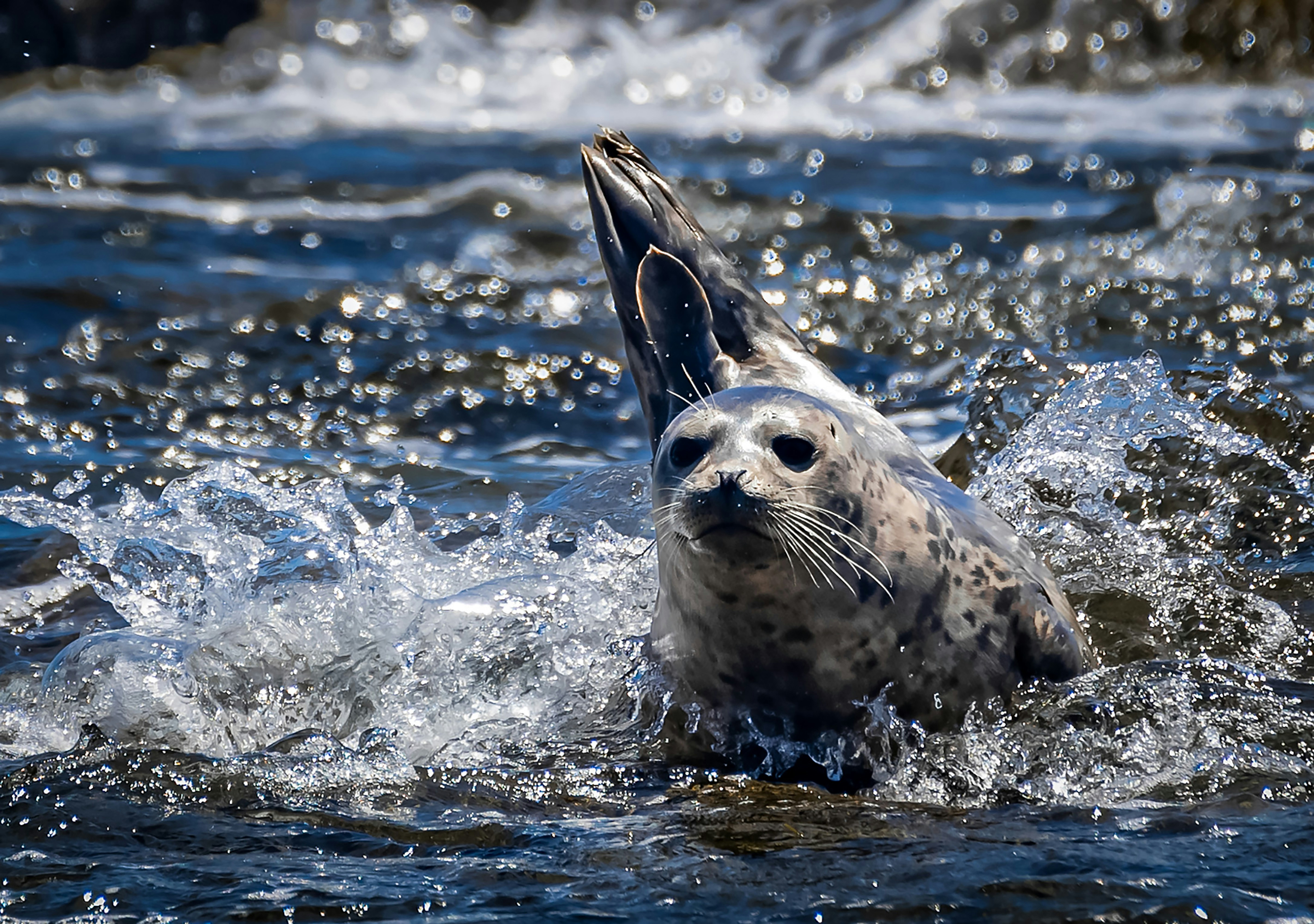 Eine verspielte Robbe planscht im Wasser.