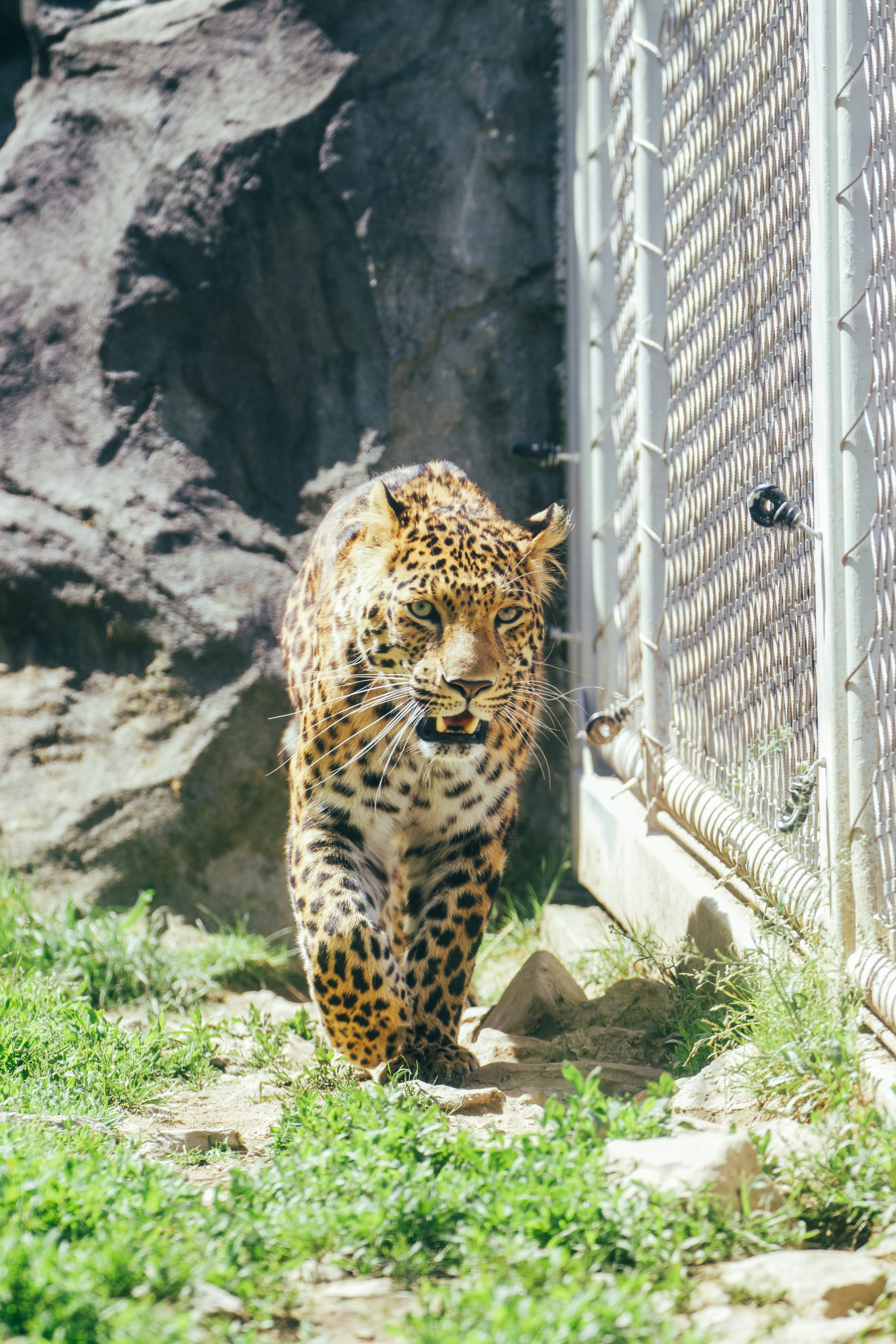 Anatolian Leopard: Turkey’s Spotted Mystery (image credits: unsplash)