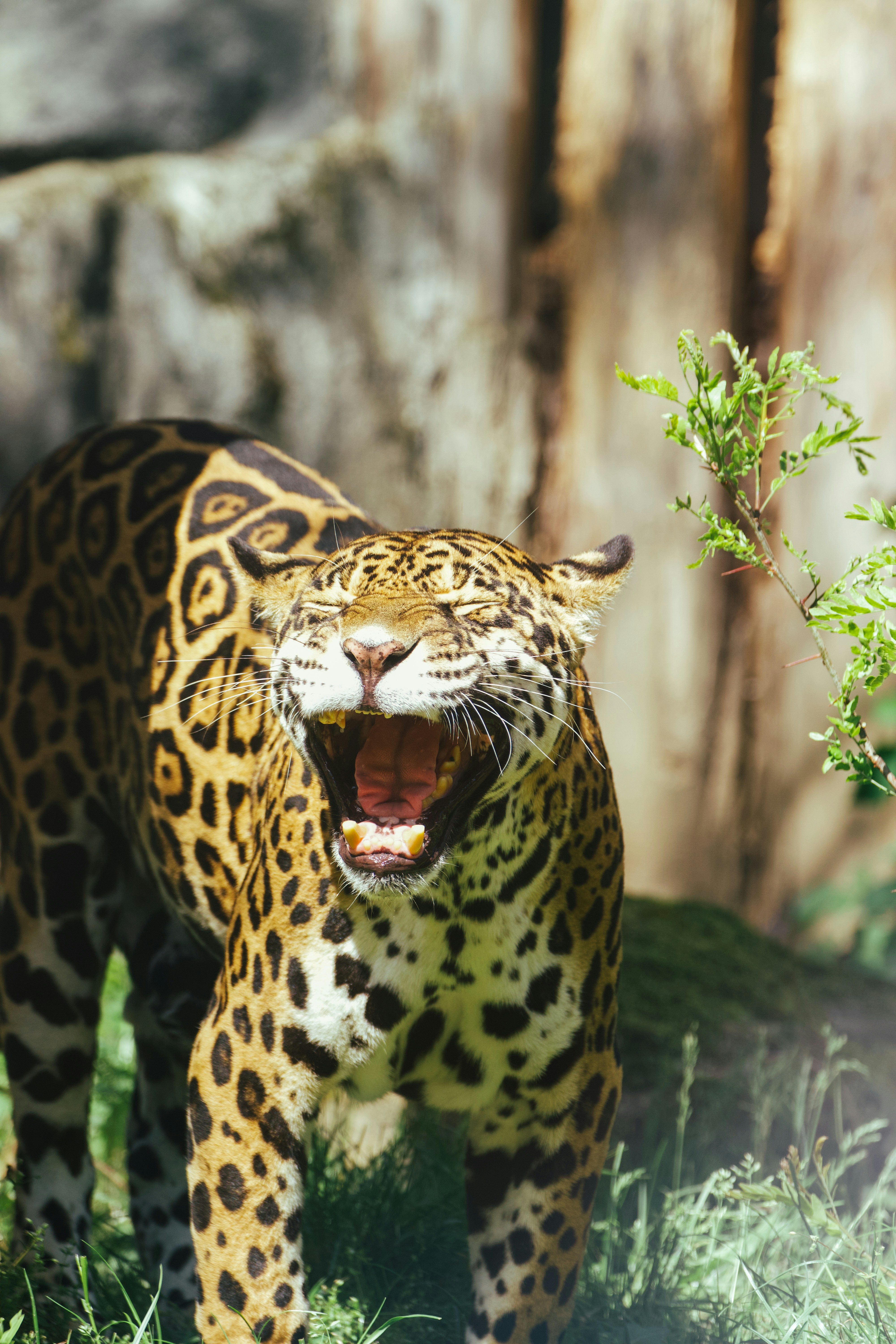 The Jaguar’s Growl: Rainforest Rumble (image credits: unsplash)