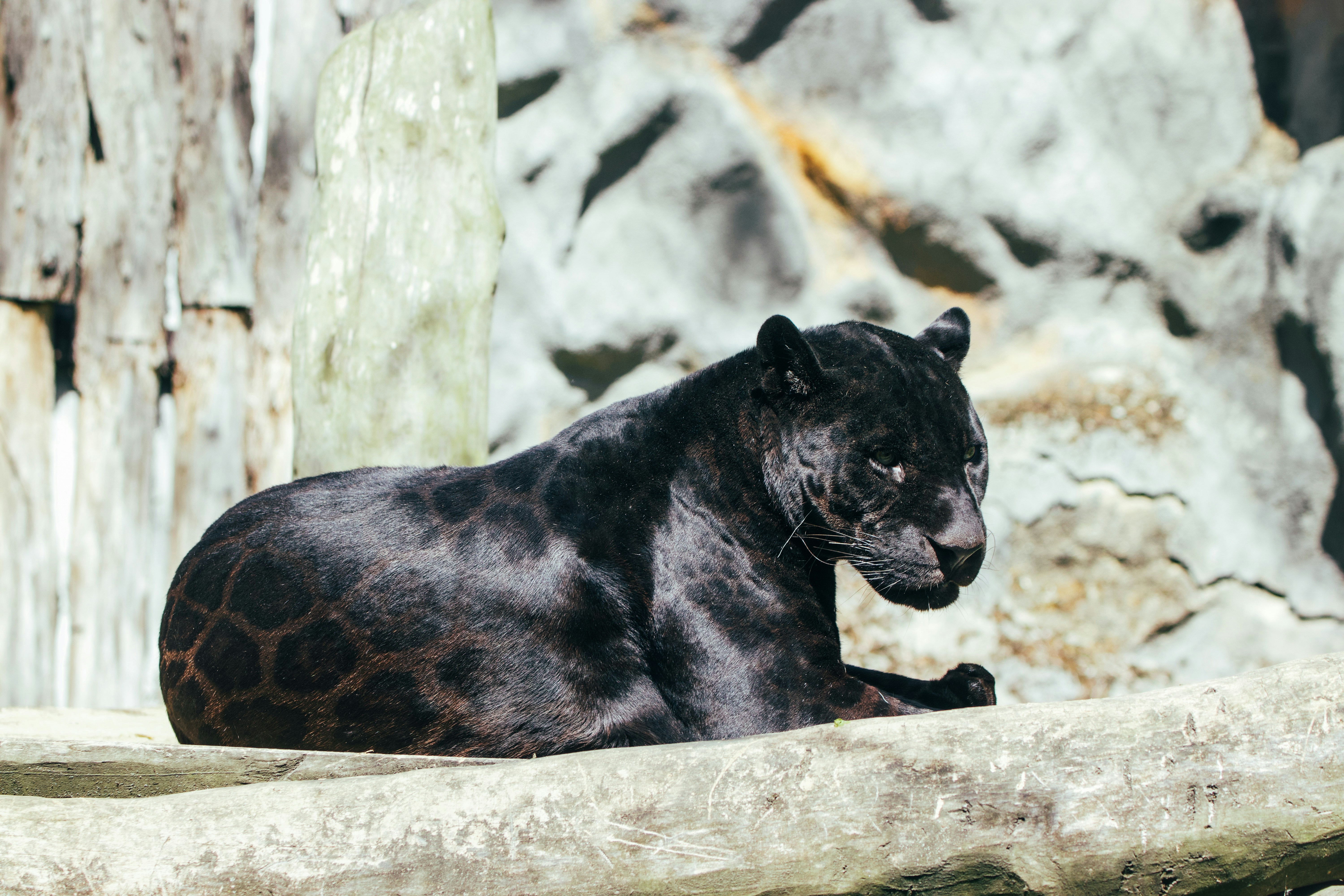 Purring Panthers: The Secret Rumble (image credits: unsplash)