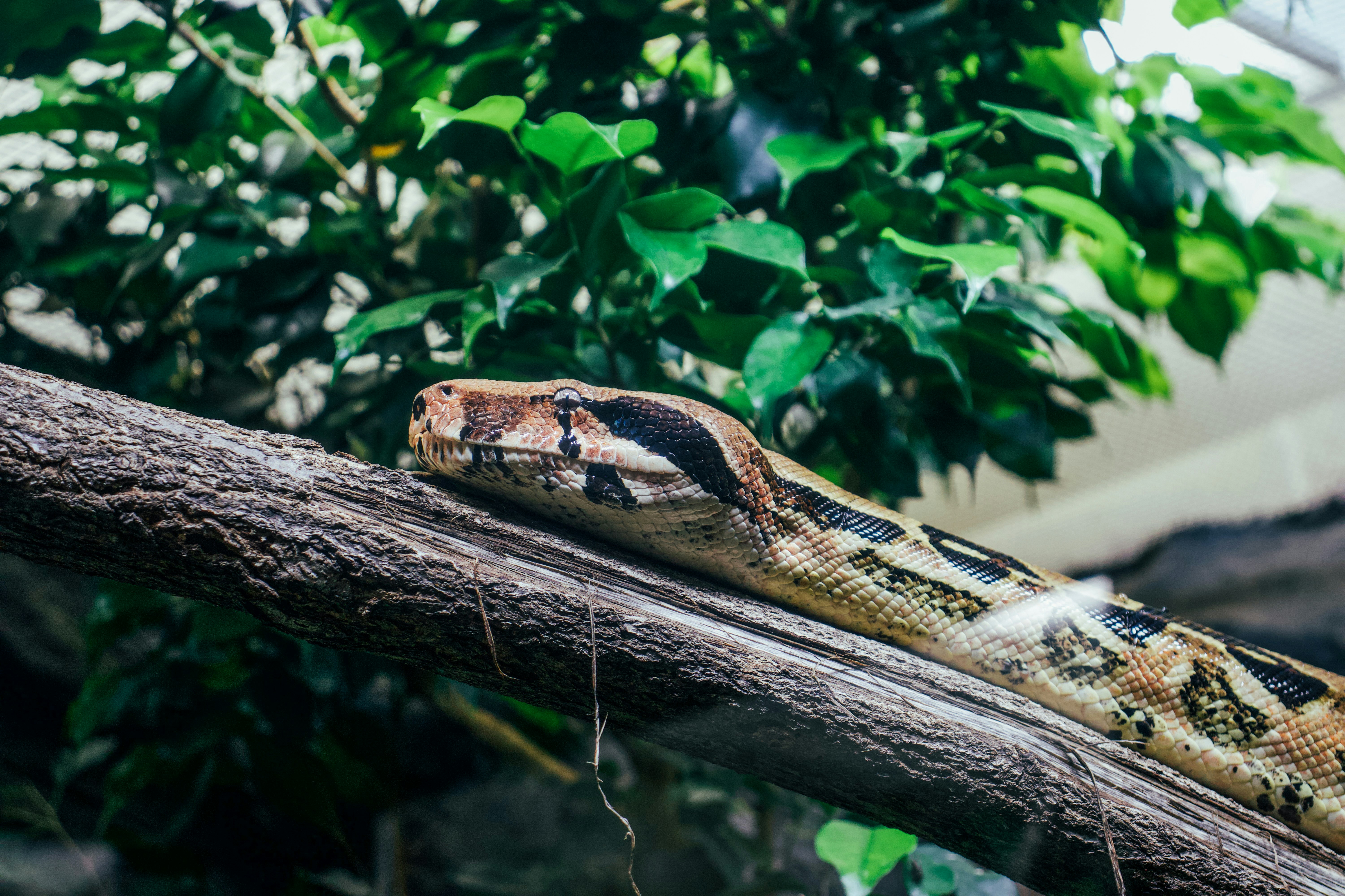 Photo by jakub_neskora