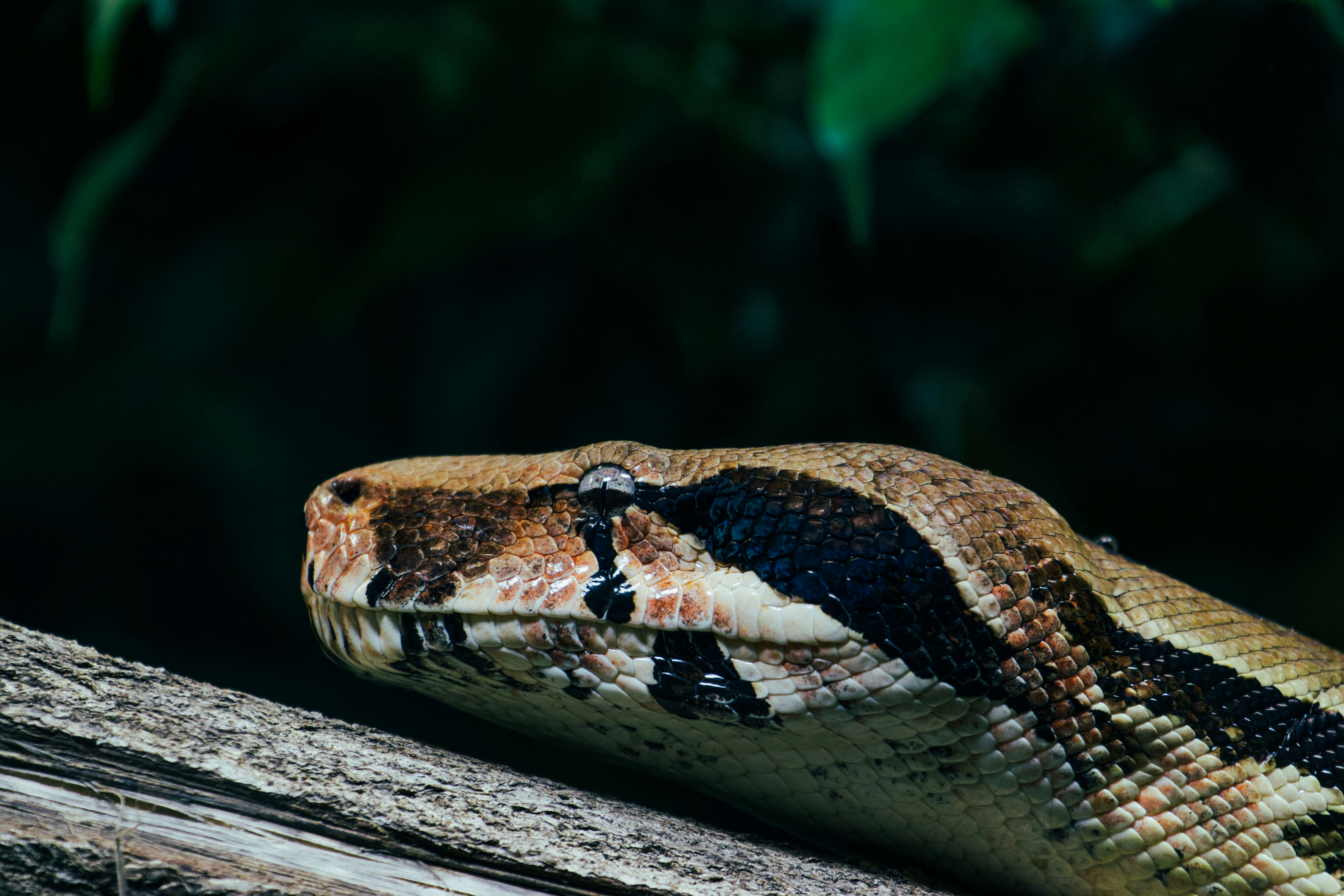 Photo by jakub_neskora