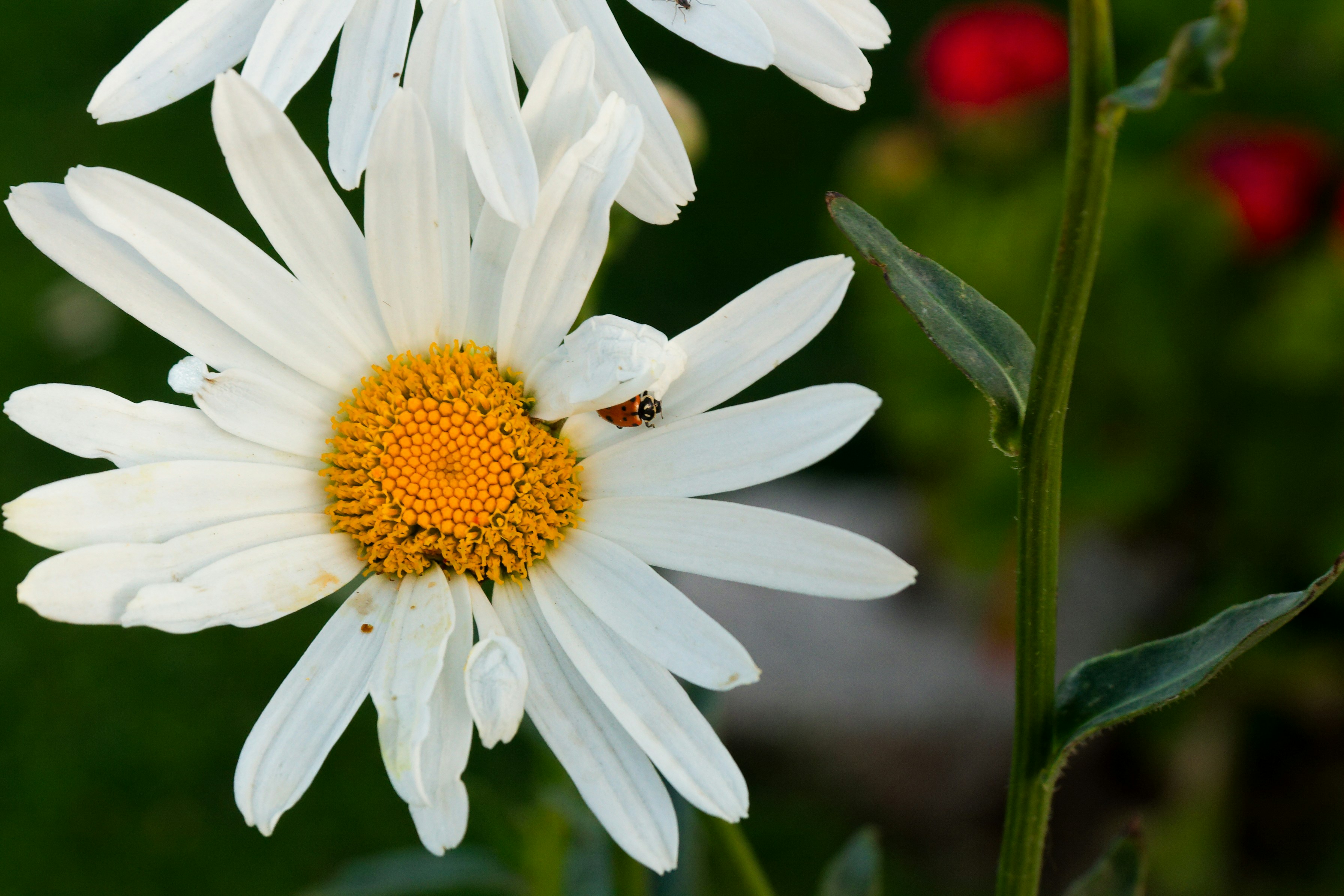 Photo by boris_marcelo