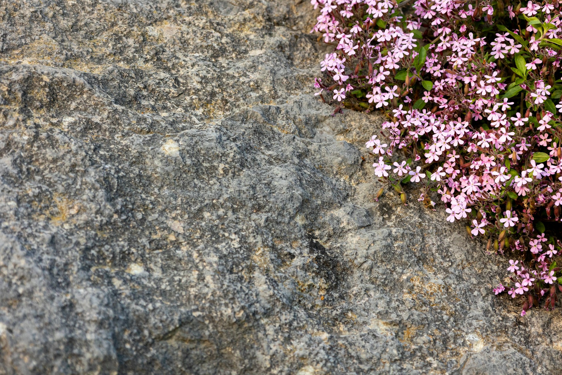 Rocks and small pink flowers share space.