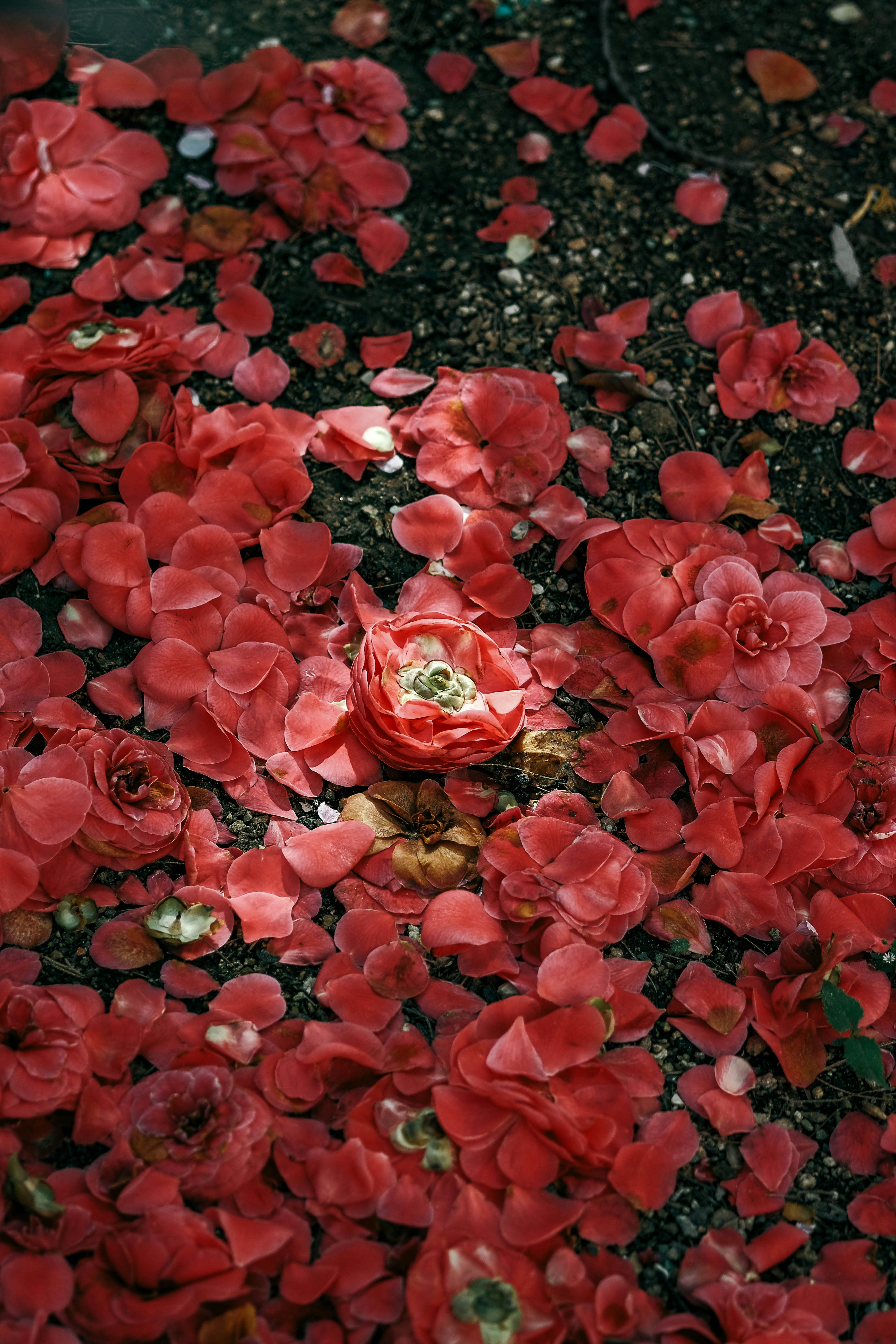 Photo by insungpandora