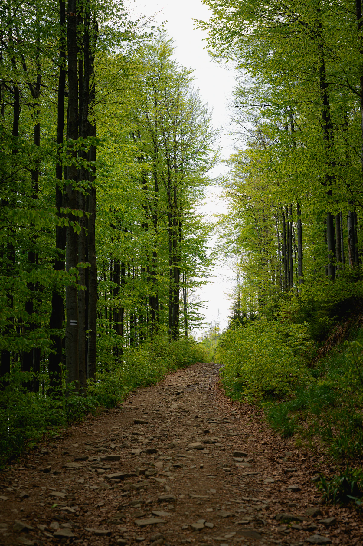 Steiniger Weg, der zwischen Buchen ansteigt